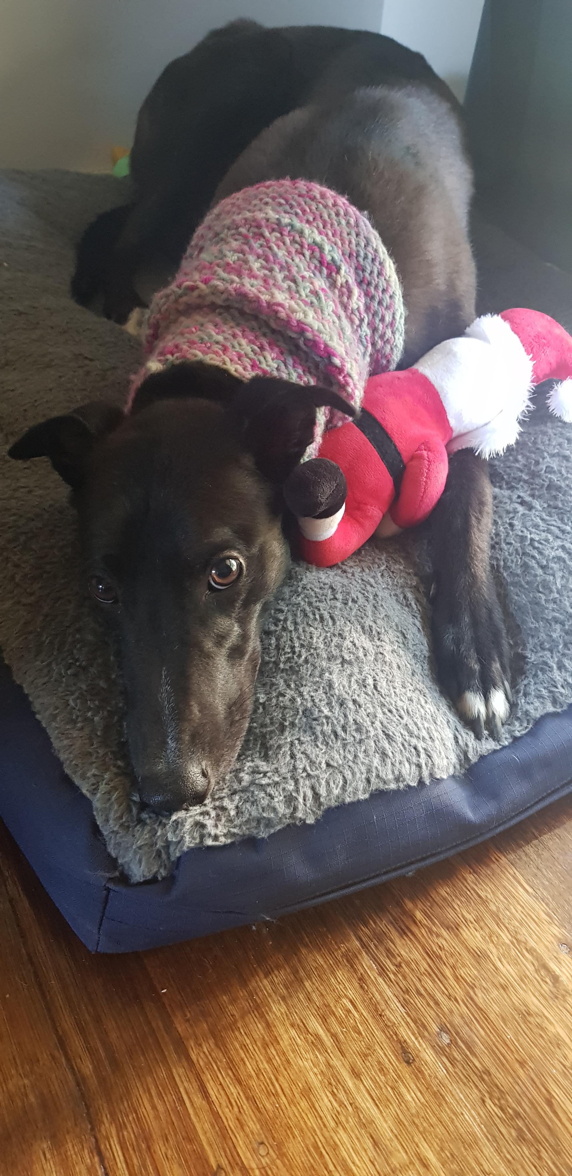 My Grey randomly gags? I can't seem to find a particular trigger, but