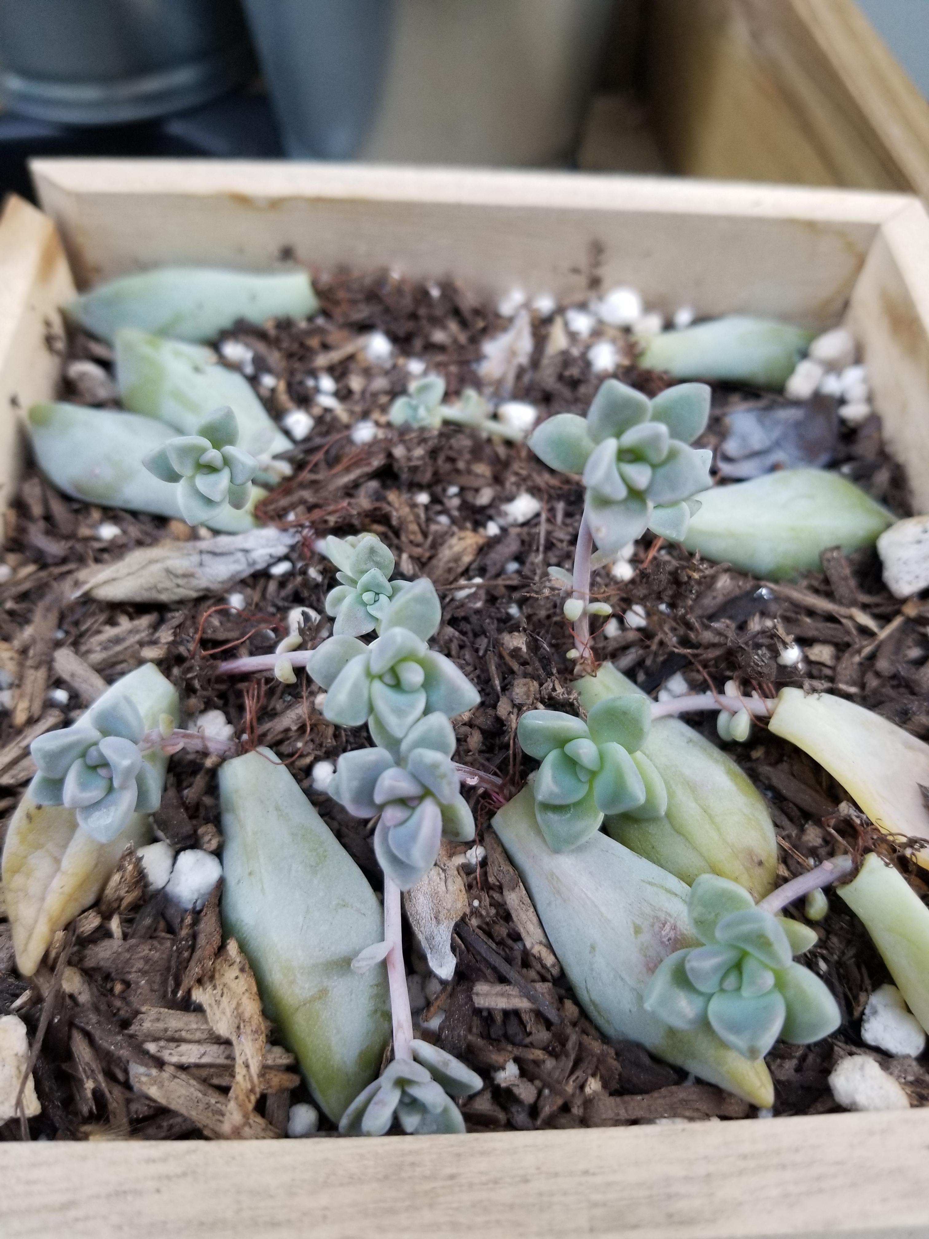 My succulent babies! r/succulents