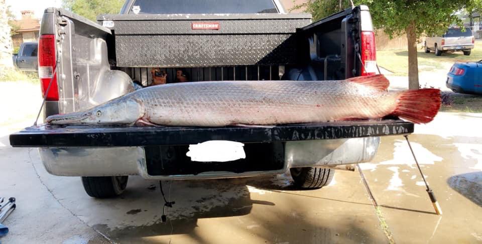 5’10” Alligator Gar Fishing