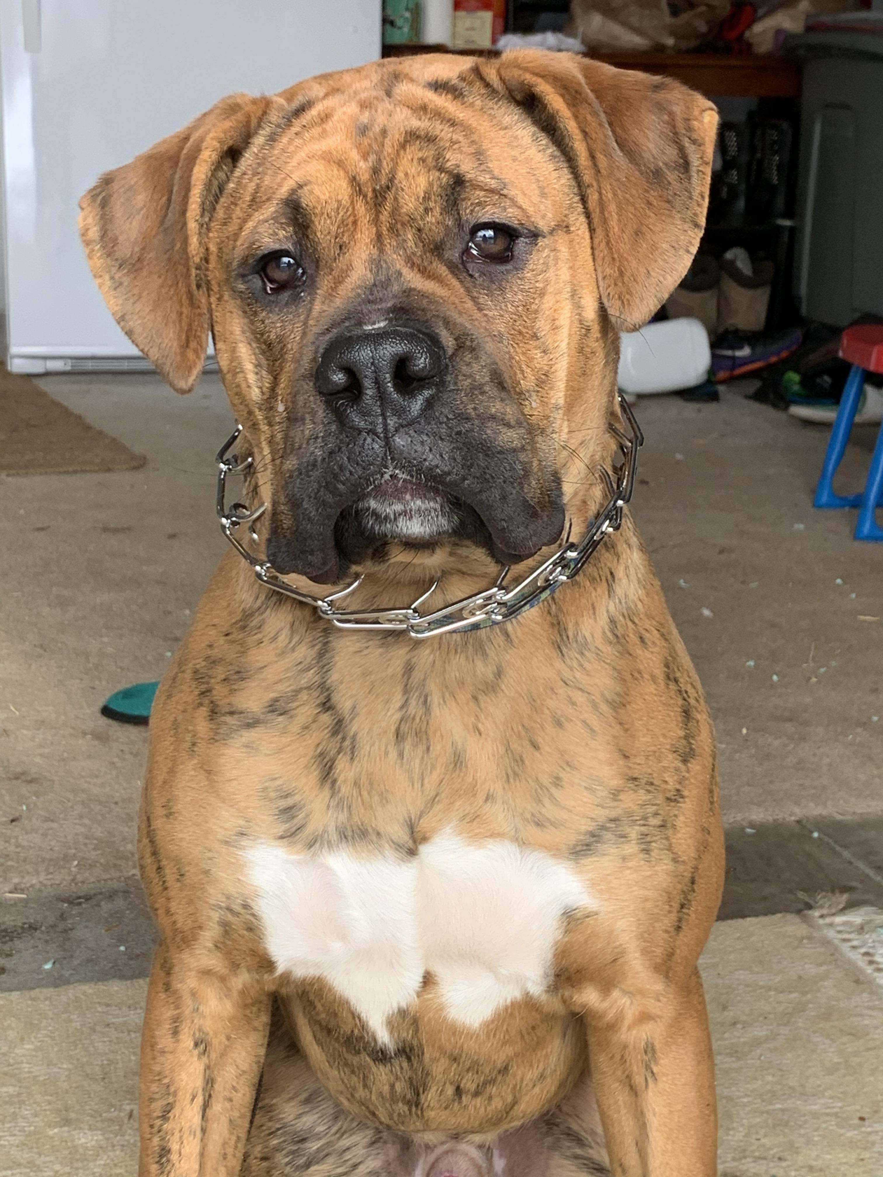 Is this prong collar too loose? r/BoxerDogs