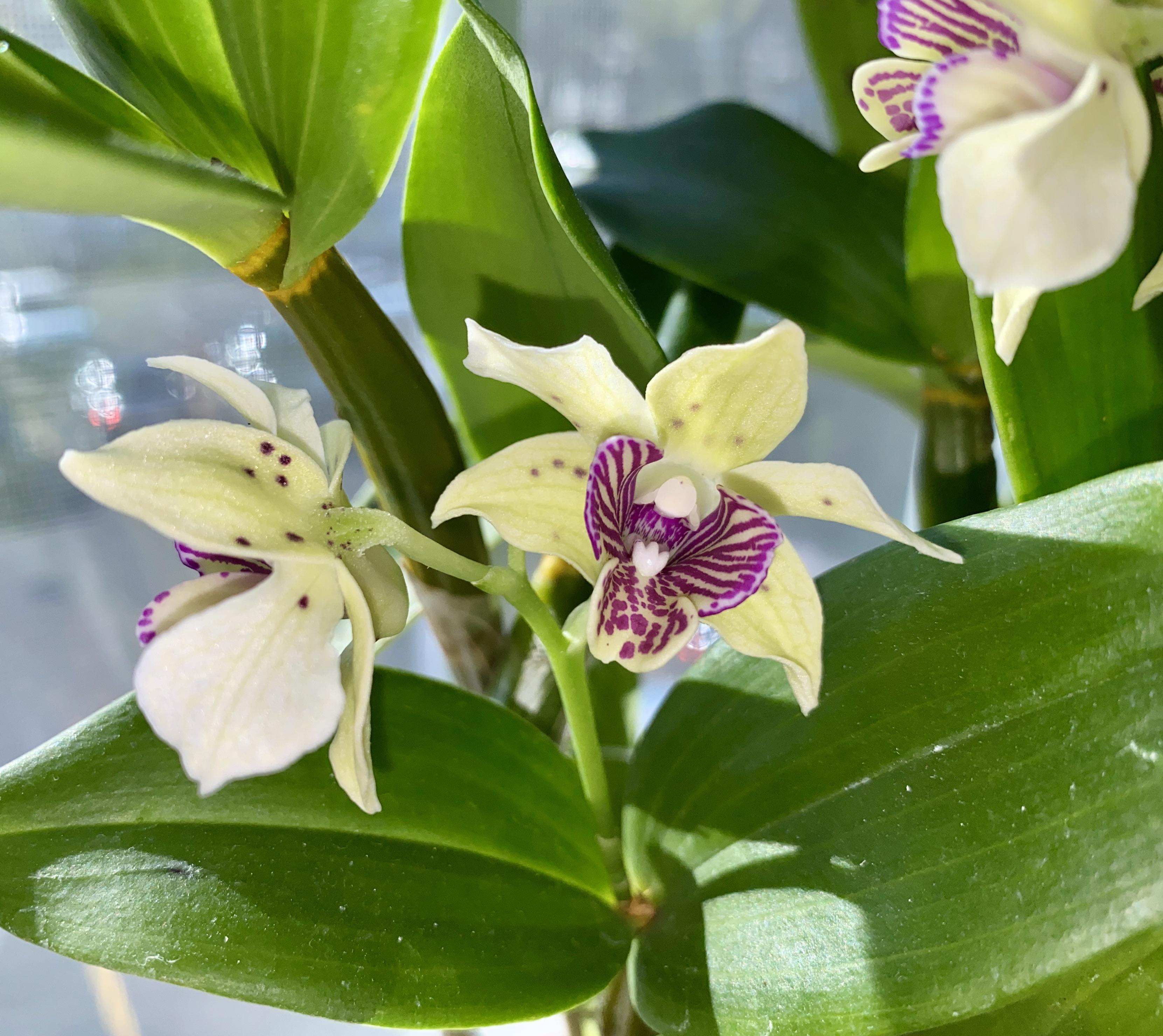 Not to play favorites, but when you smell like vanilla cookies and look this pretty.... 😅 r