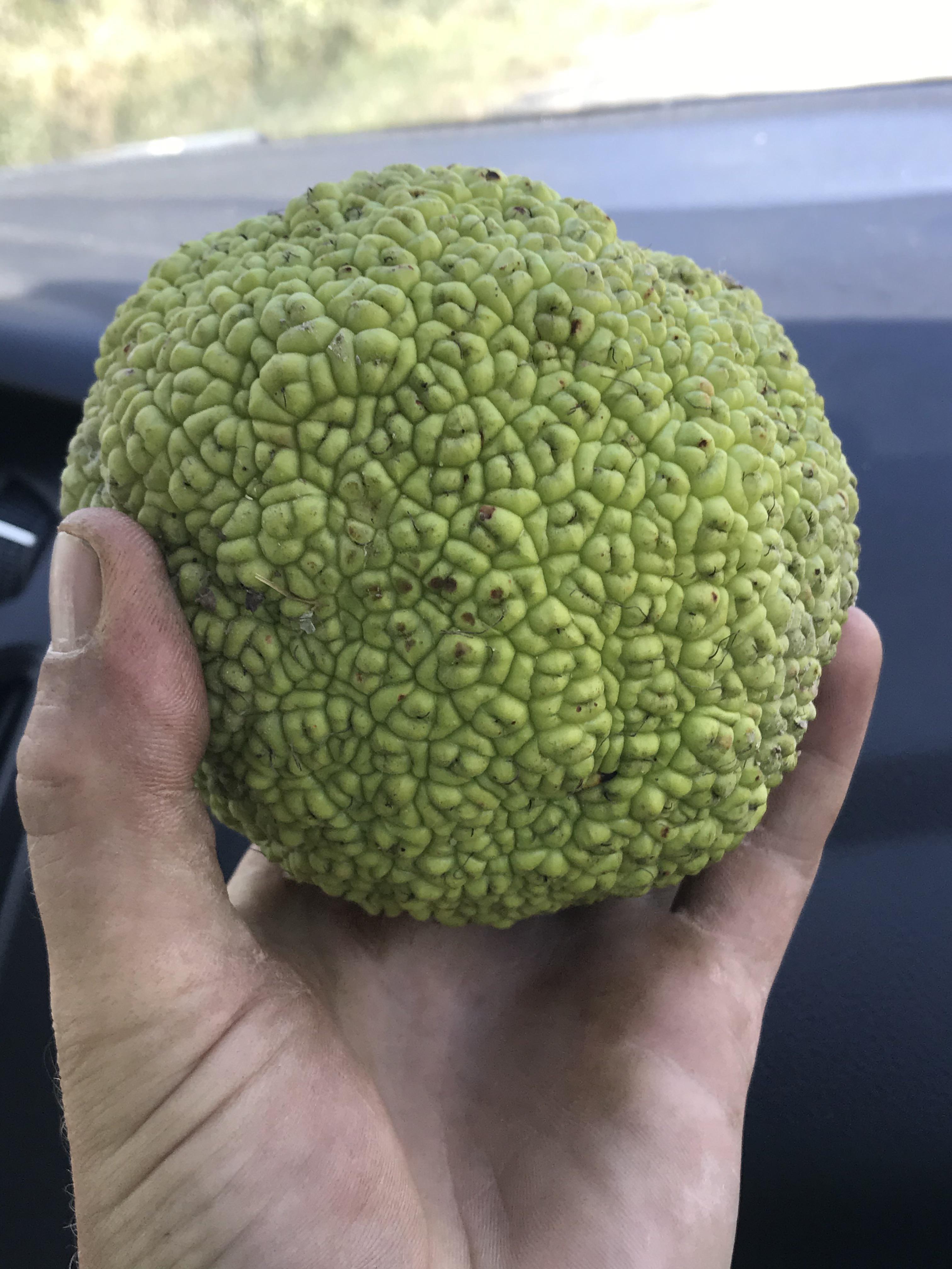 Are Hedge Apples Poisonous To Dogs Or Cats