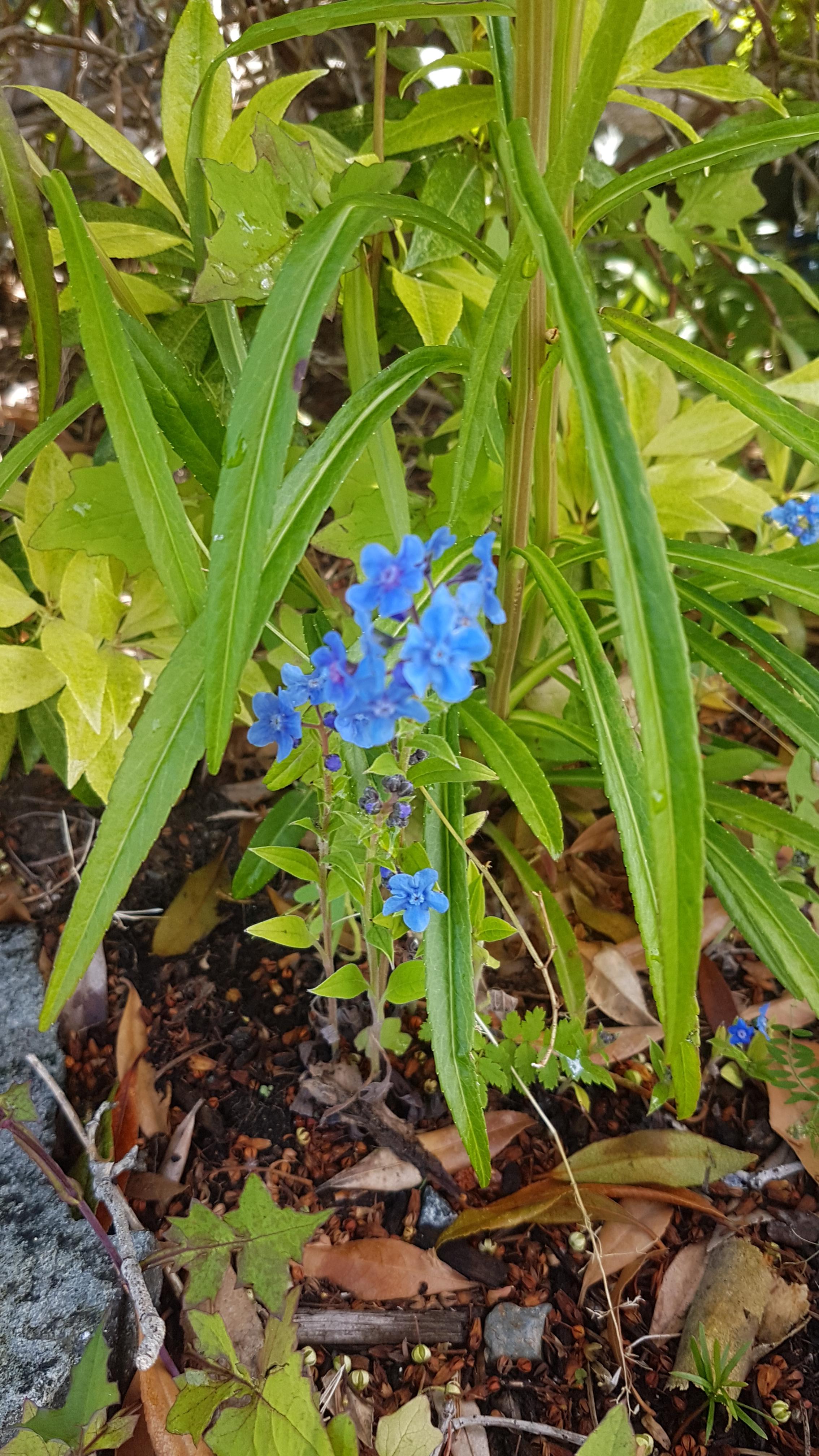Name of the plant with the little blue flower? r/whatsthisplant