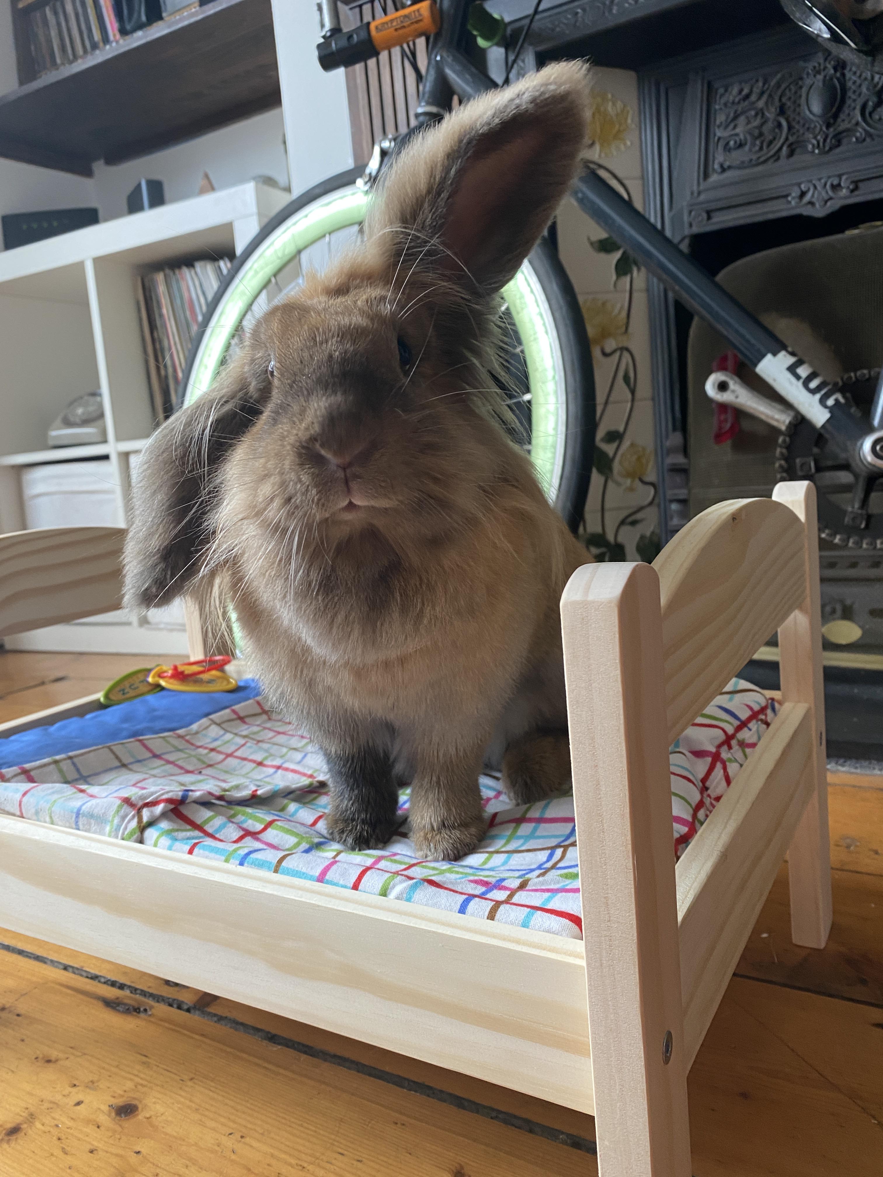 I finally got Topsy one of those Ikea dolls beds. She loves it! r/Rabbits