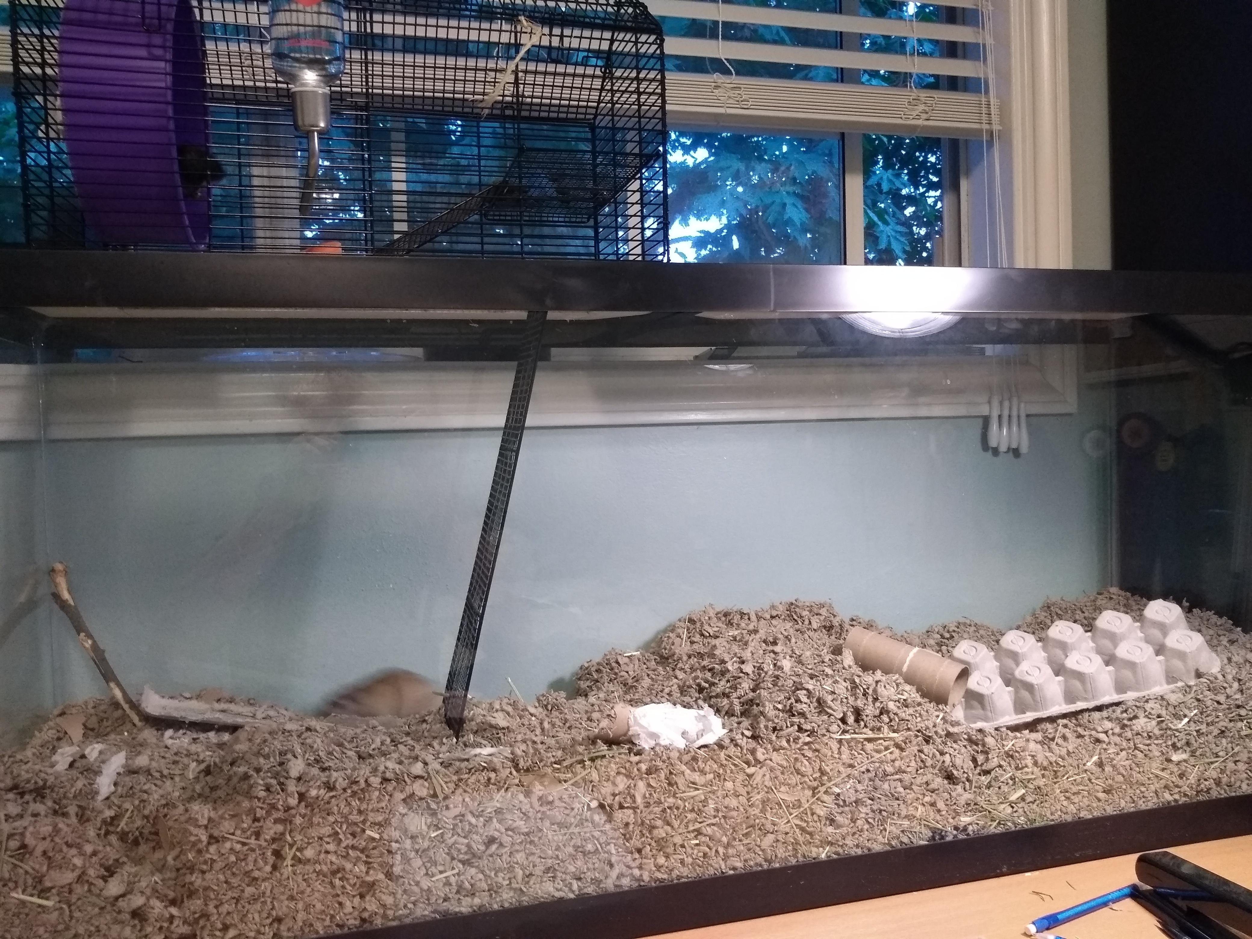 New gerbil cage for my 2 boys, 55 gallon with a topper! Any thoughts