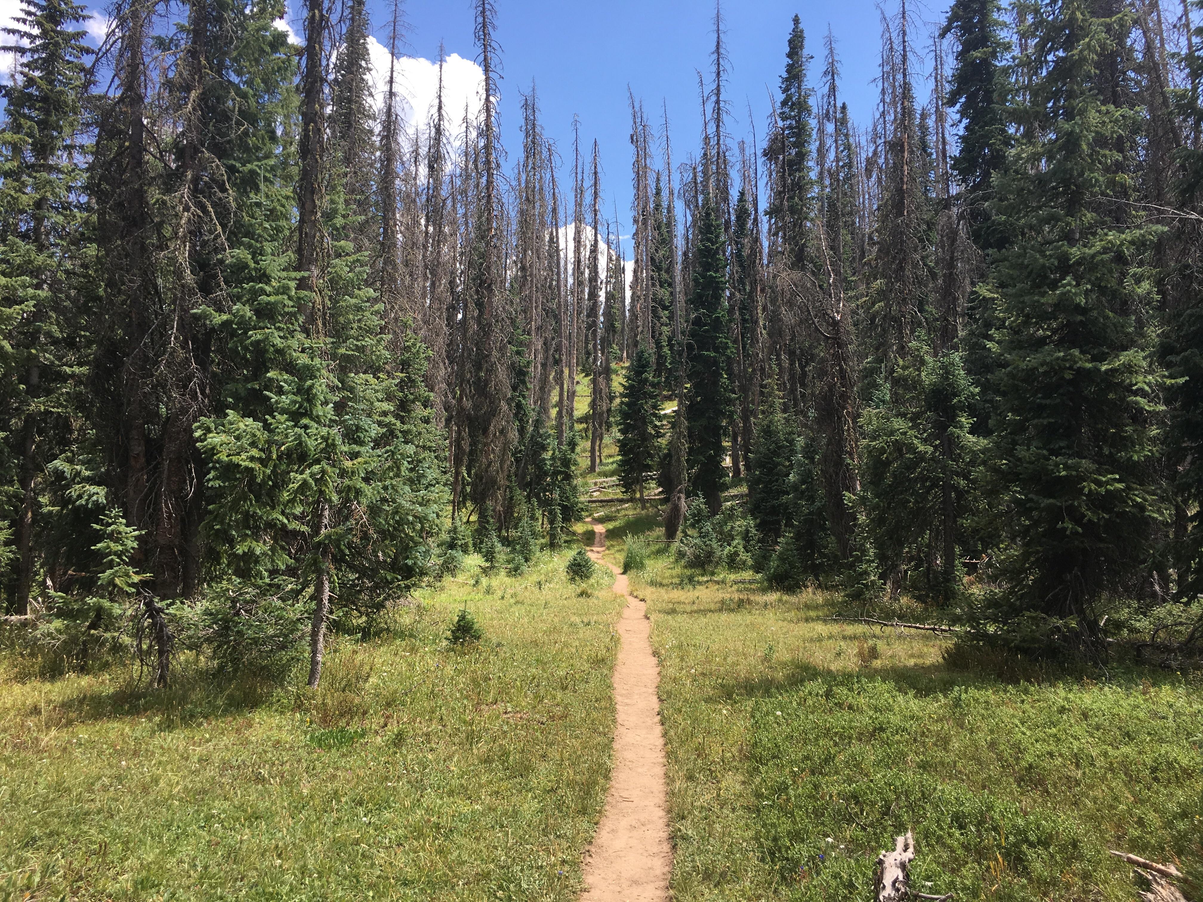 Continental Divide Trail, near South Fork, Colorado, USA r/hiking
