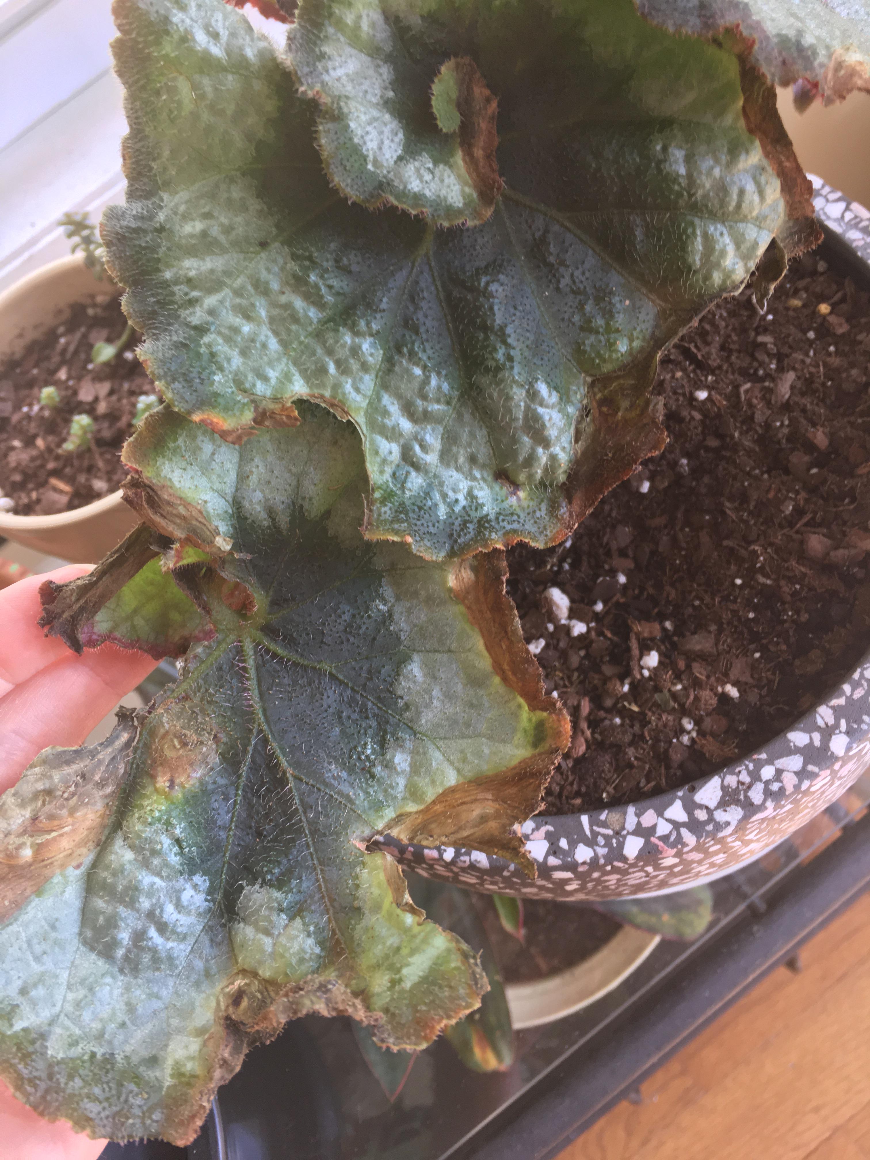 Help for mushy & crunchy begonia leaves! r/begonias
