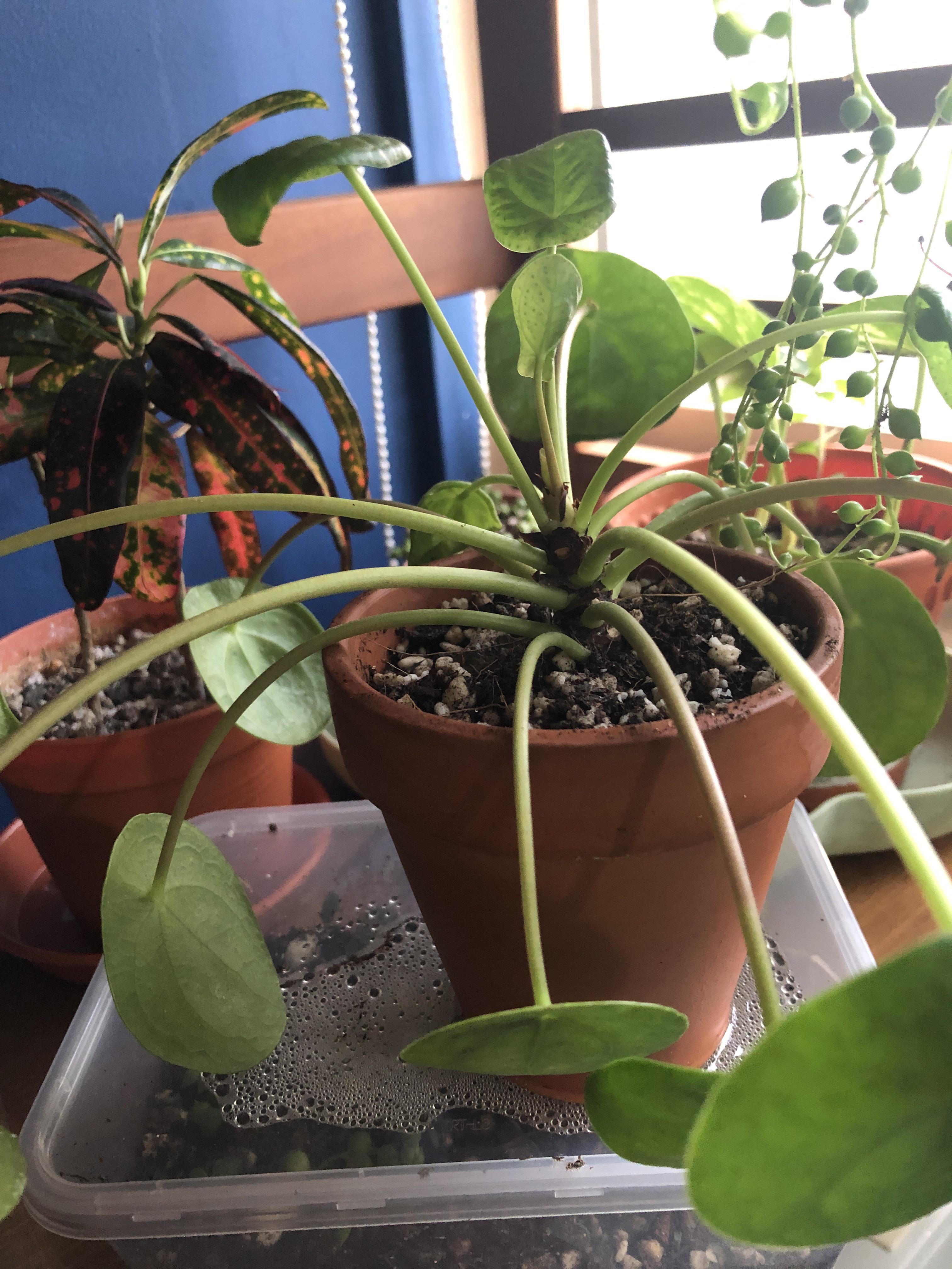 My pilea looks uneven from leaves falling off the bottom and has