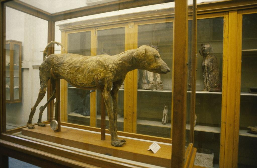 A well preserved dog mummy from tomb KV50, believed to be one of the