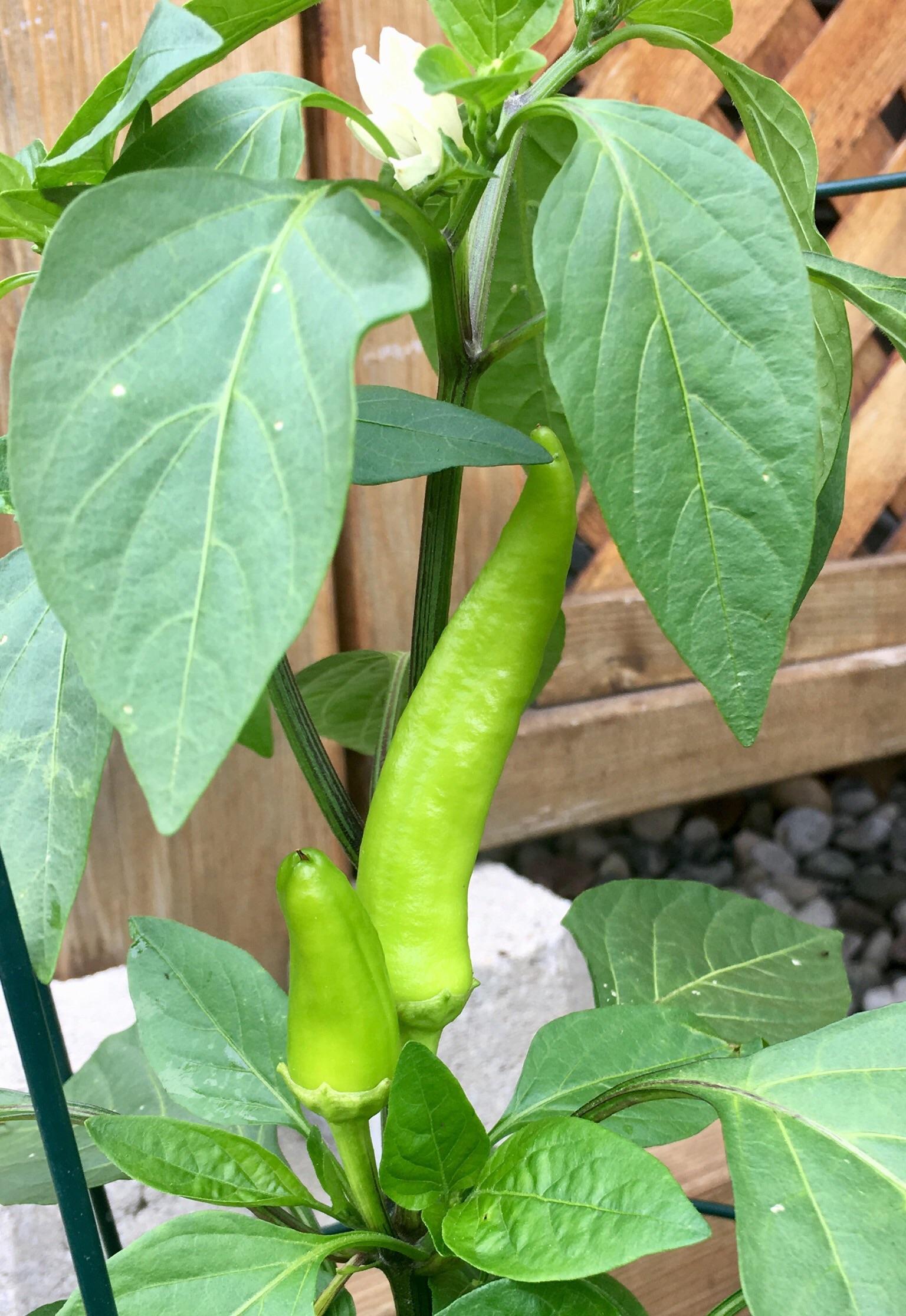 My peppers are growing straight up! Is this normal? Just happy the bugs
