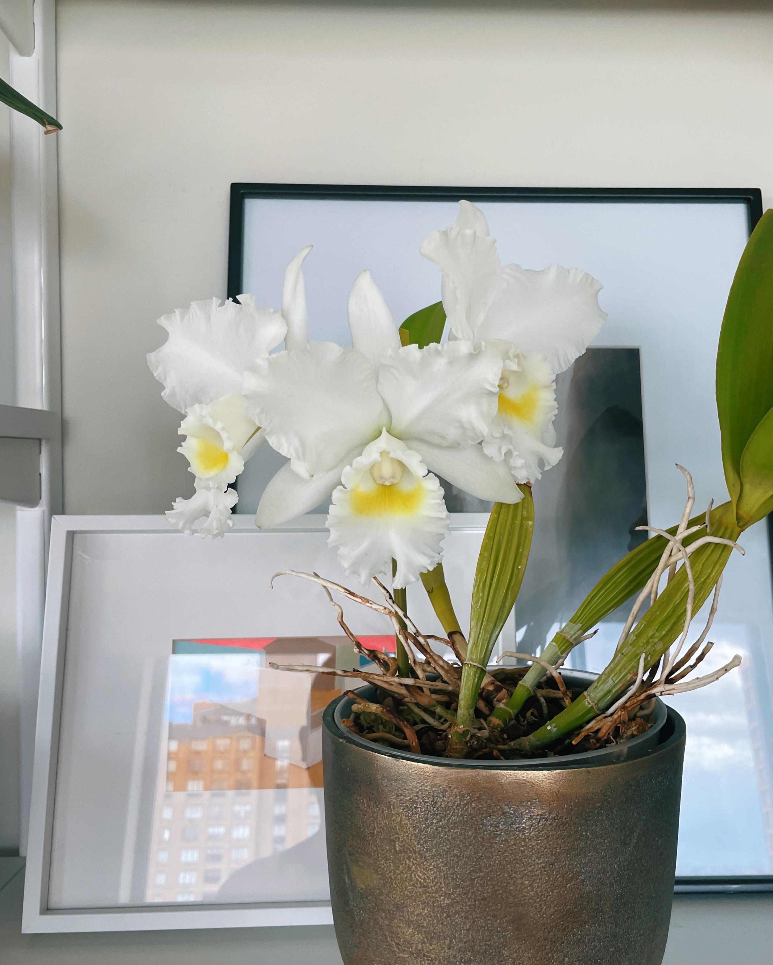 Cattleya blooms orchids
