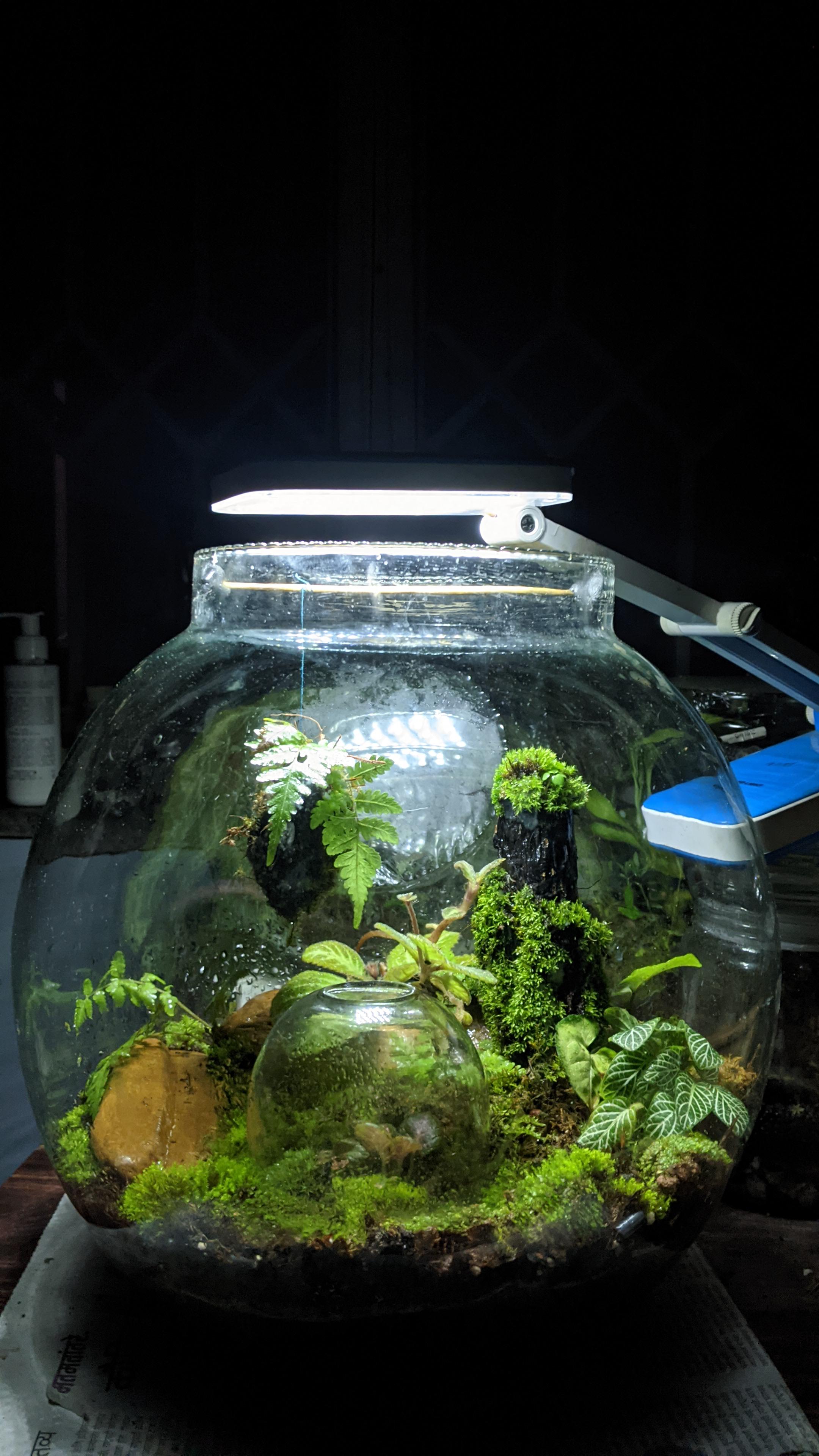 My terrarium within a terrarium with a floating island(needs fishing