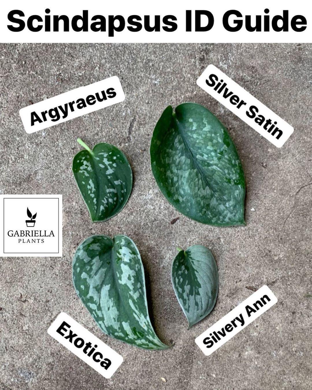 ISO a scindapsus pictus silver splash/satin. All I can find are