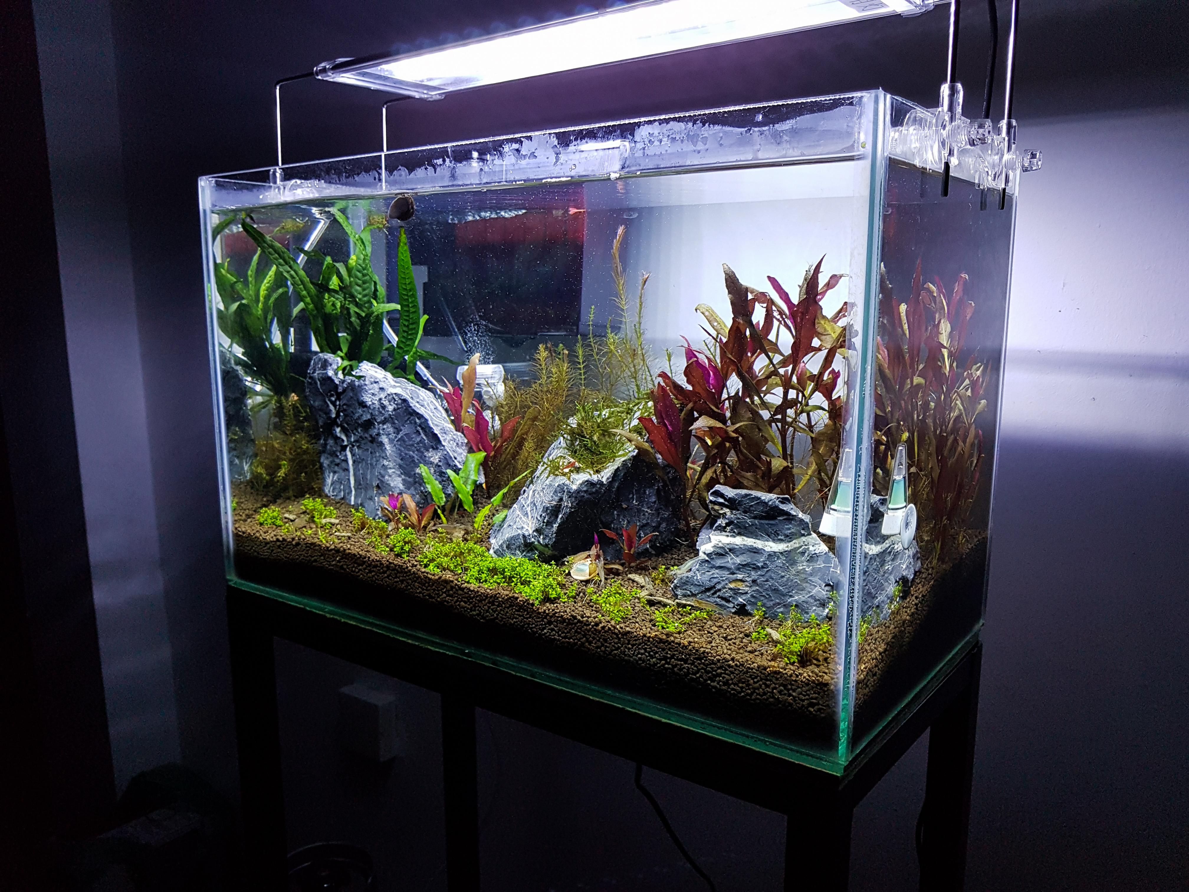 30 days update on my first 10 gal planted tank. r/PlantedTank