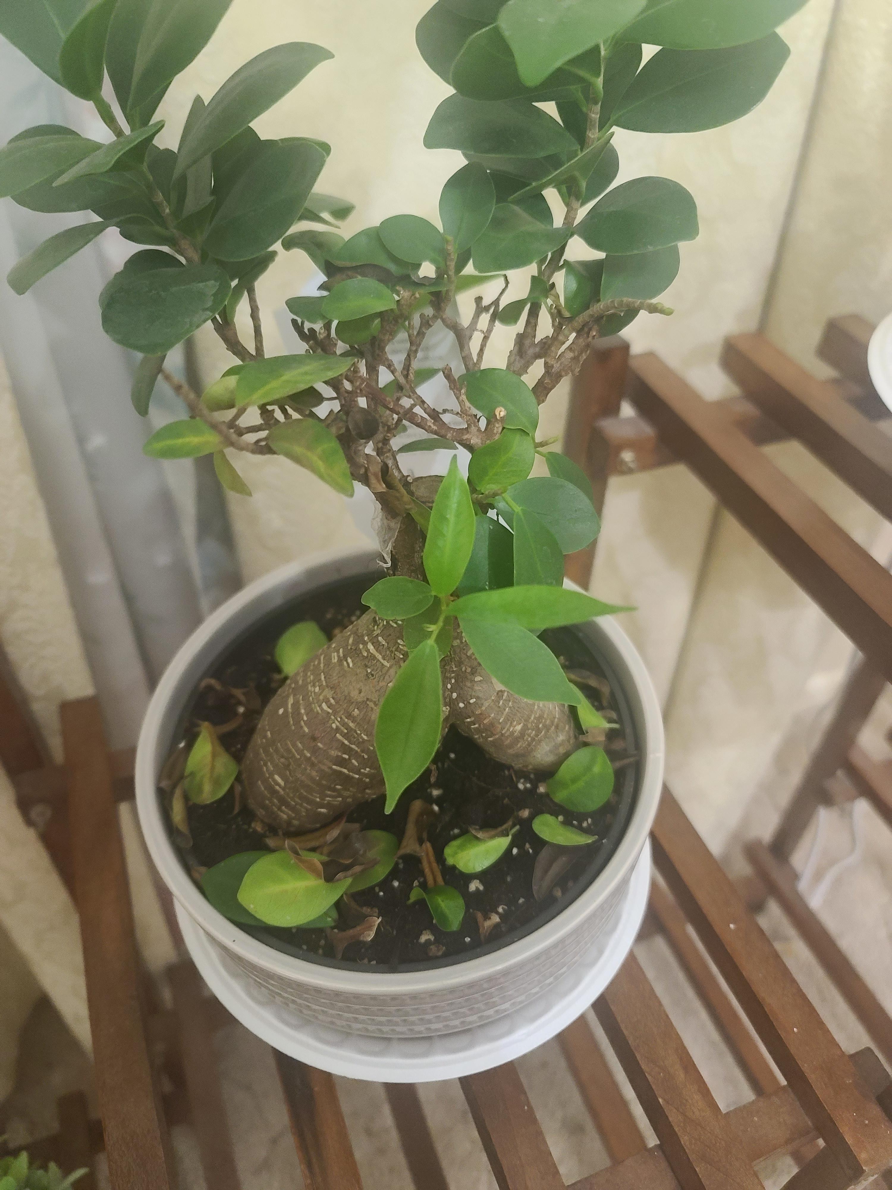 My bonsai tree is dying. I water daily r/plants