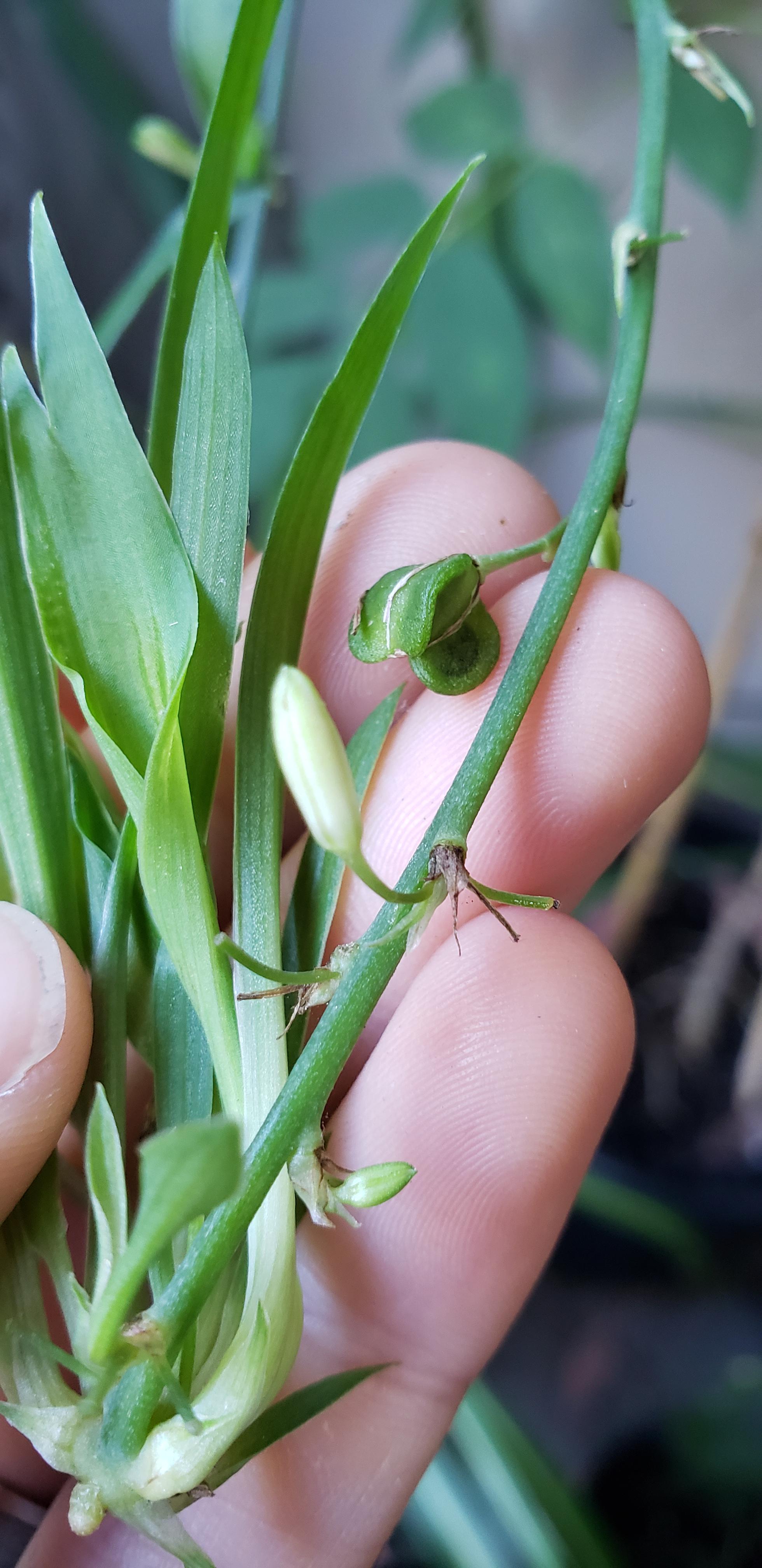 I've never seen a seed pod on my spider plant before o.O r/houseplants