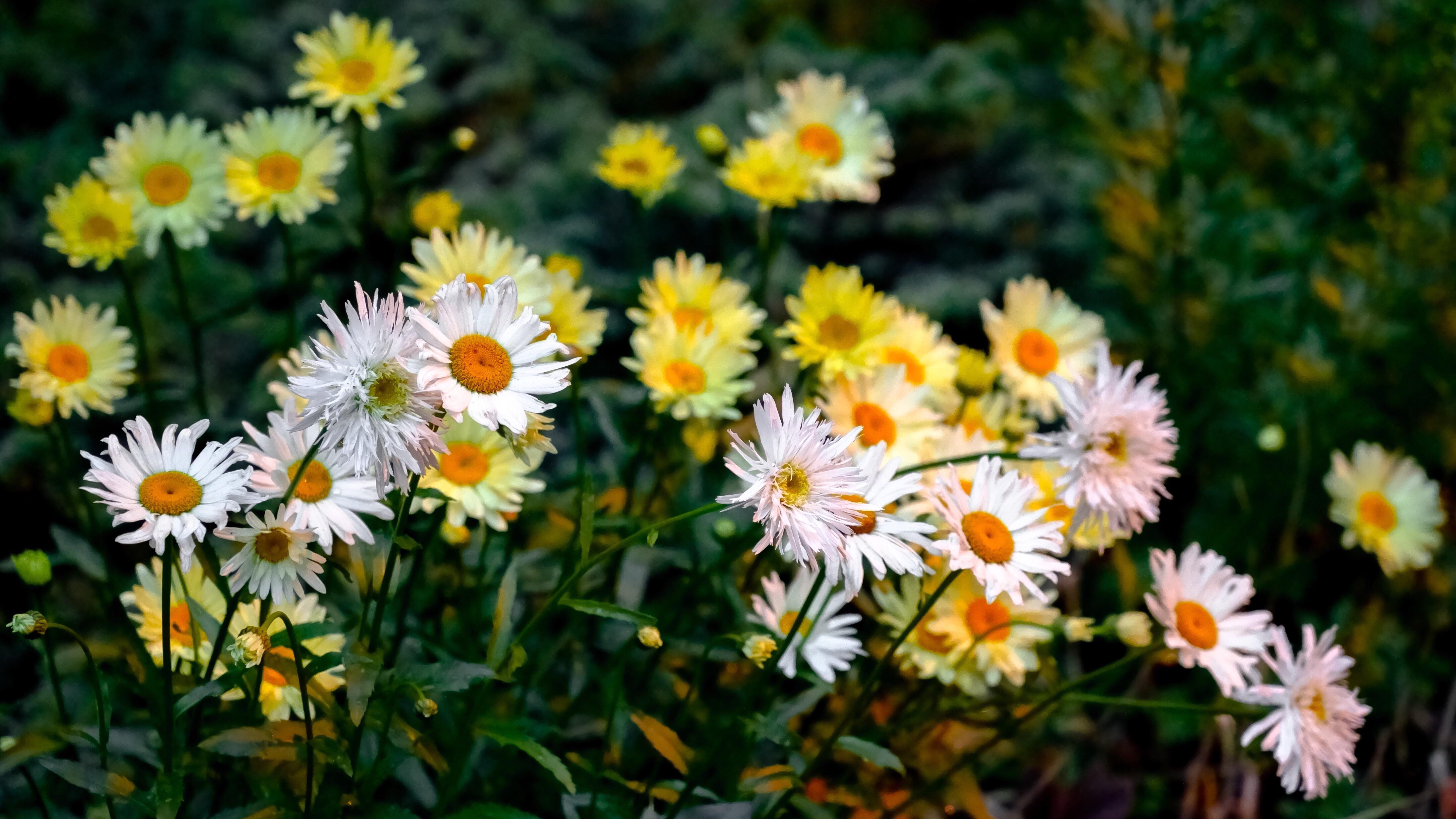 Dawn flowers at the University of Alberta, Edmonton, Alberta, Canada