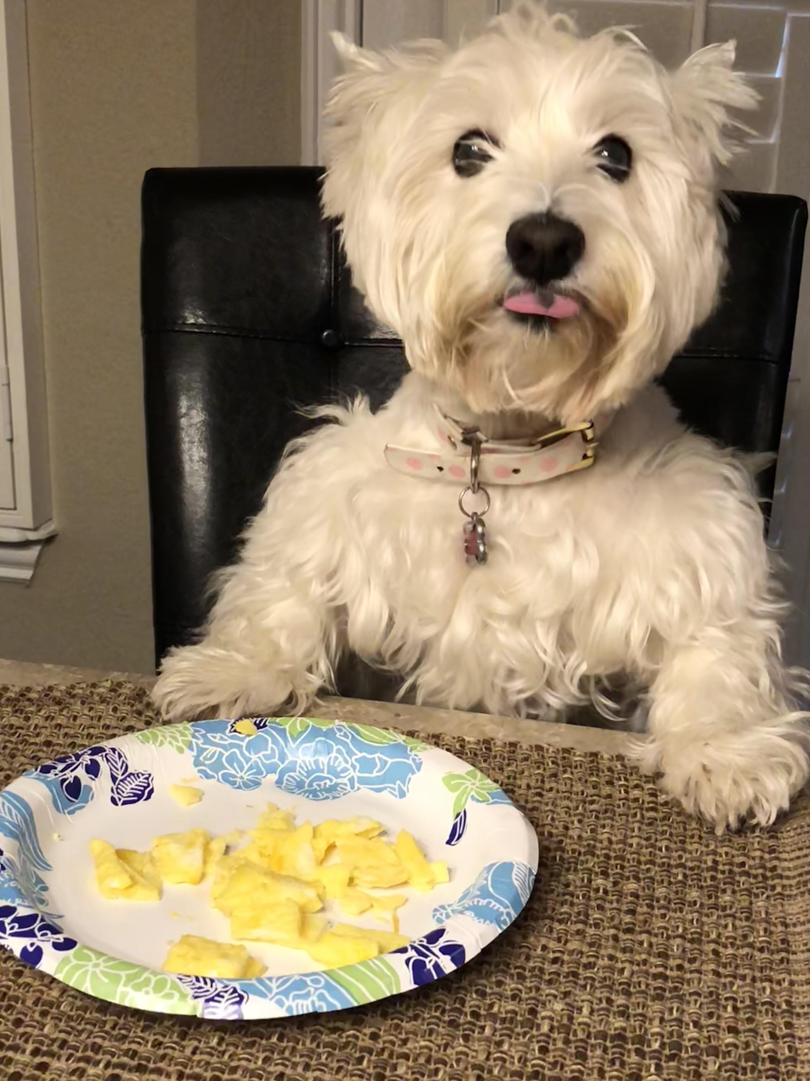 When your dog taunts you about getting served her breakfast first. r/aww