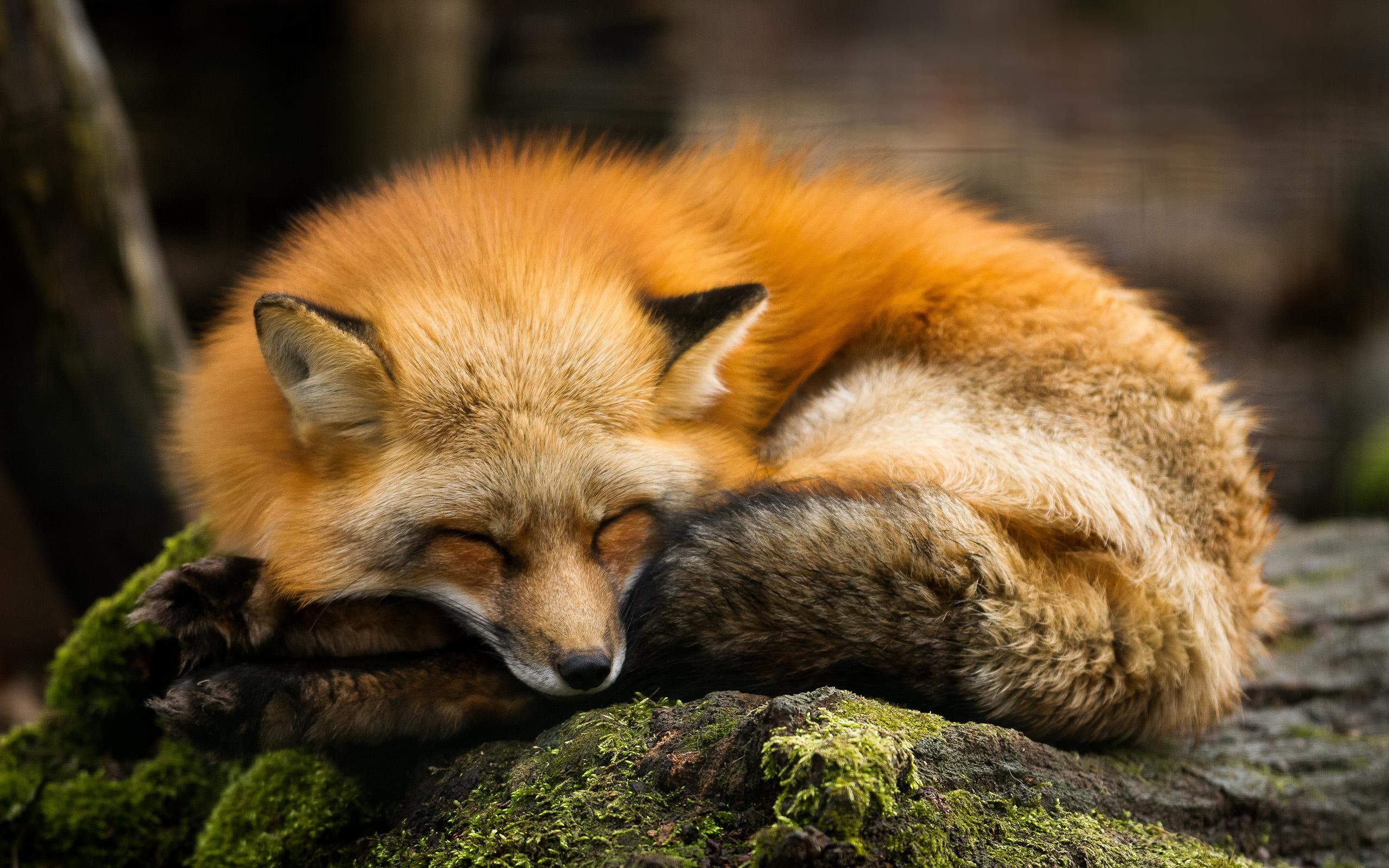 Sleeping Fox Sleepinganimals