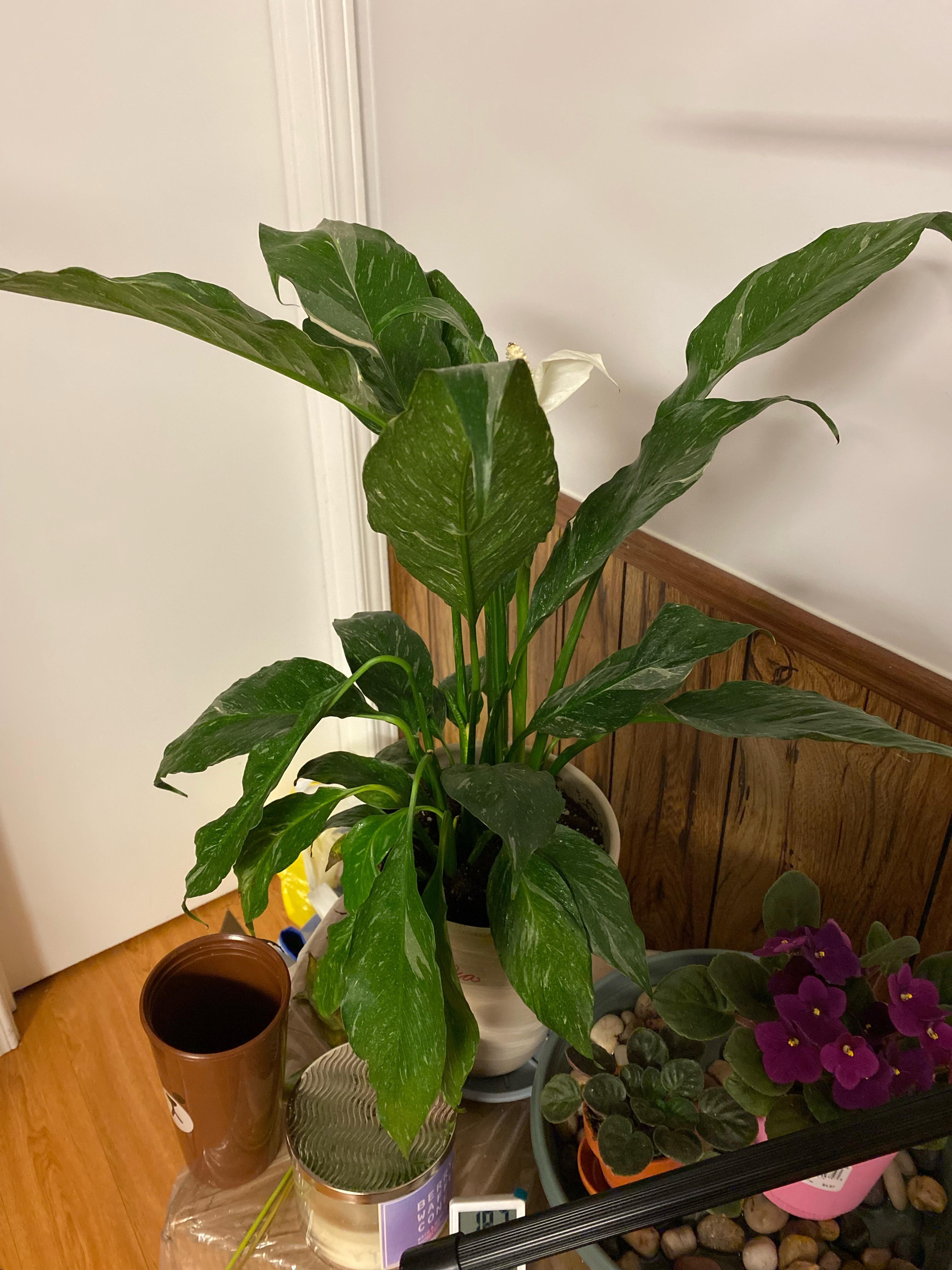 Peace lily half drooping? r/plantclinic