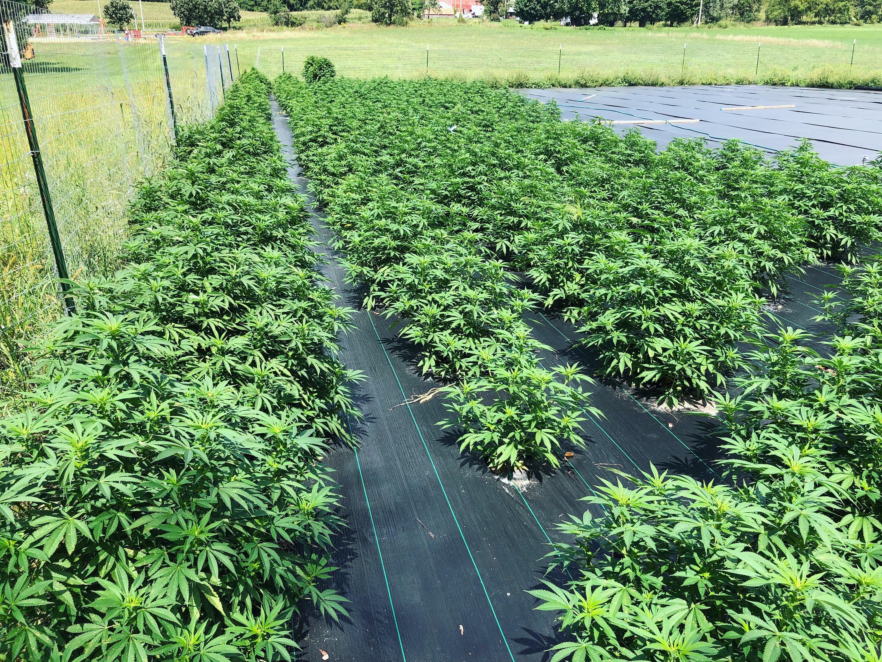 A look at the plants grown for making CBD Oil r/MMJ