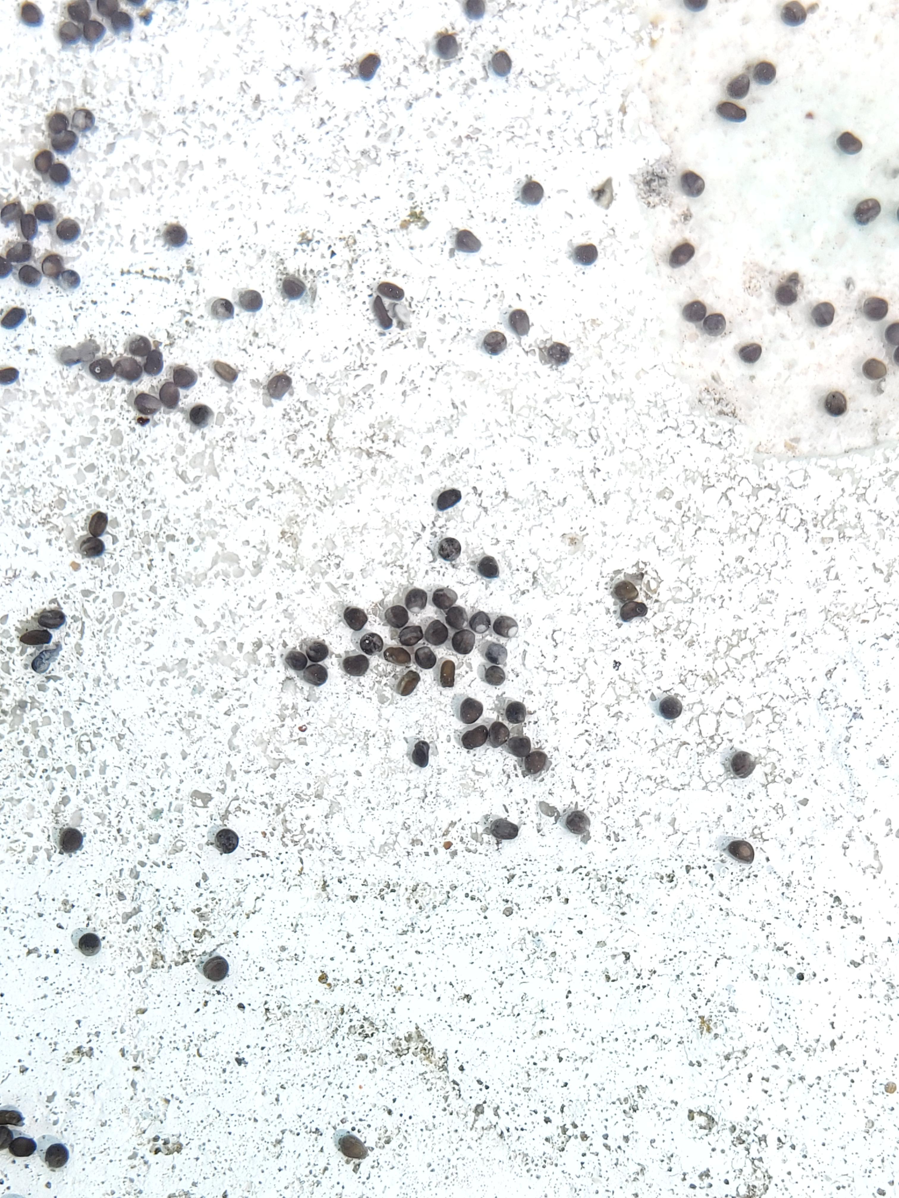 Are these toad eggs? Found them covering my pool steps and 3 toads