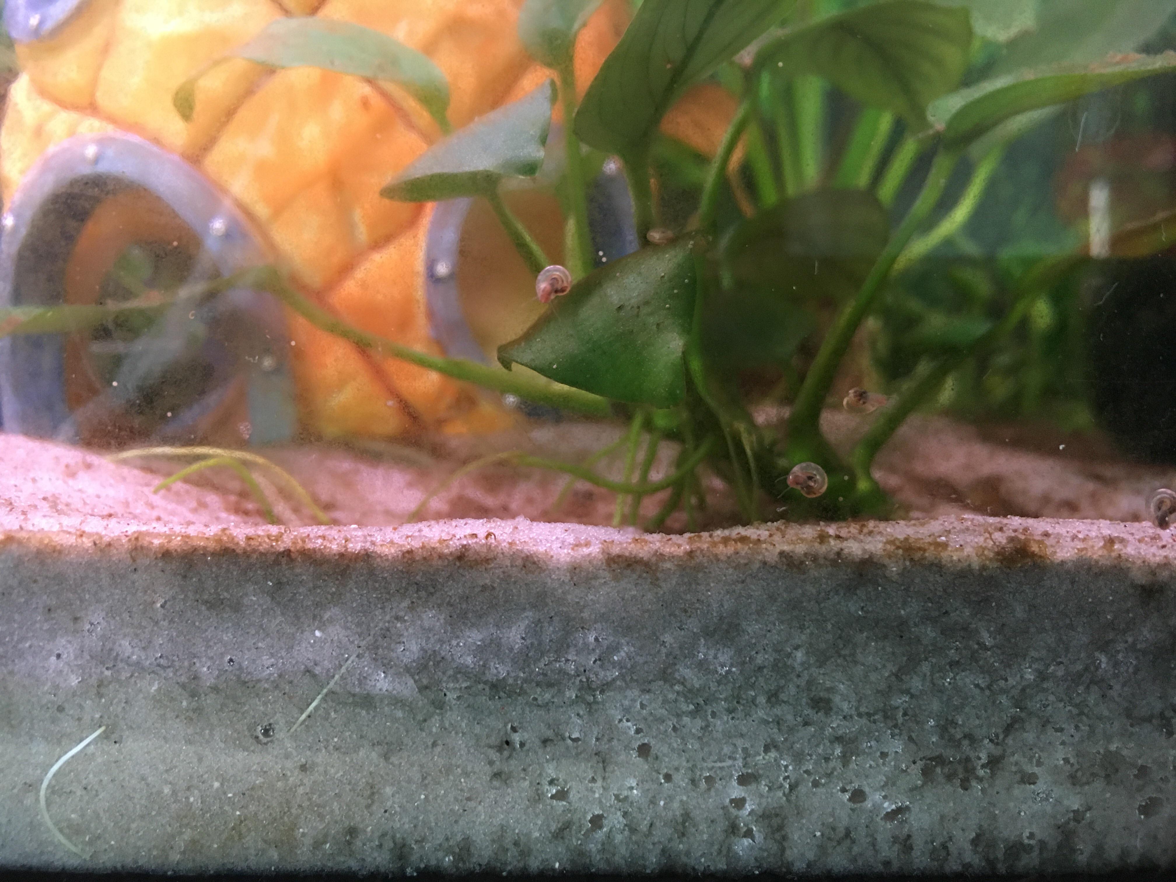 Air bubbles in the sand substrate of my betta tank. Are they dangerous