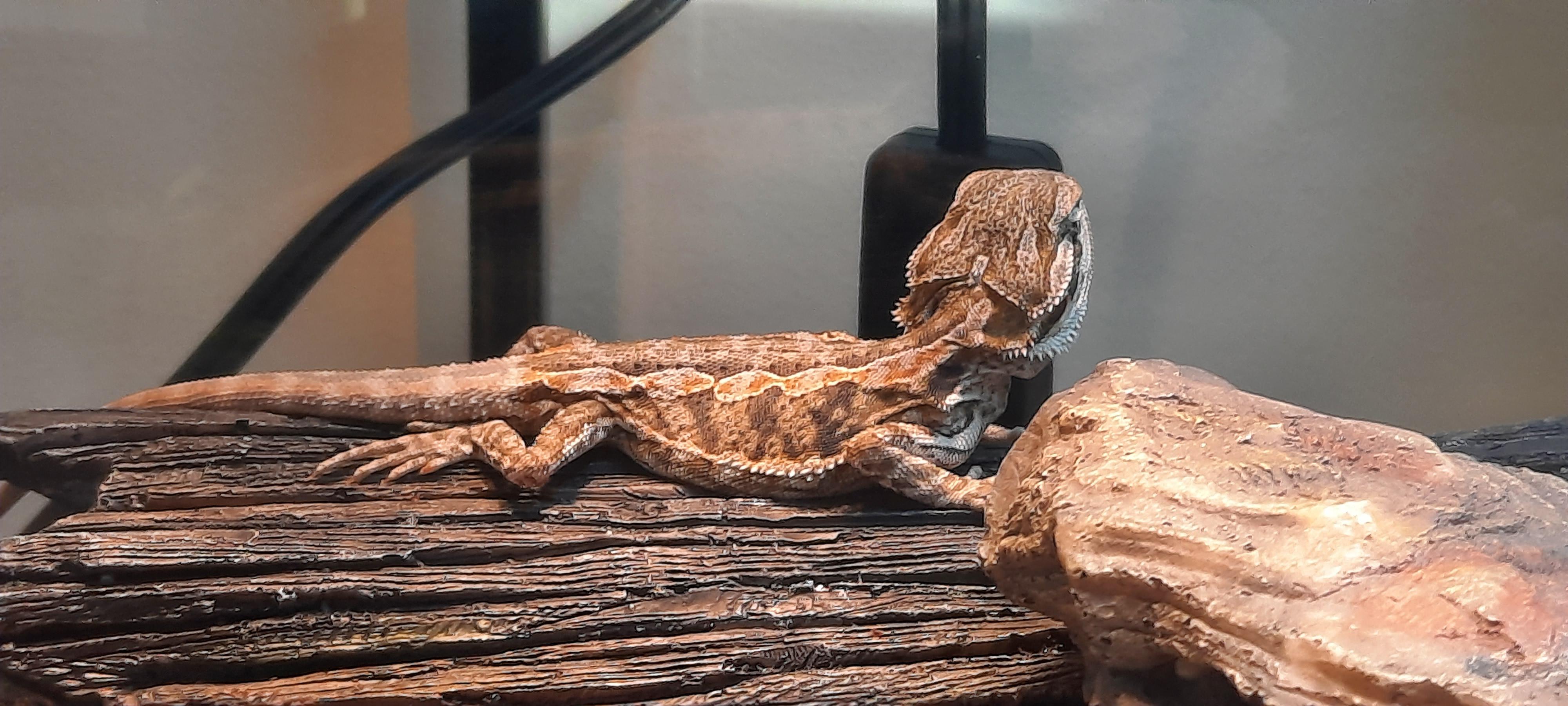 The Best Reptile Vet in my Area doesn't have an appointment til Feb