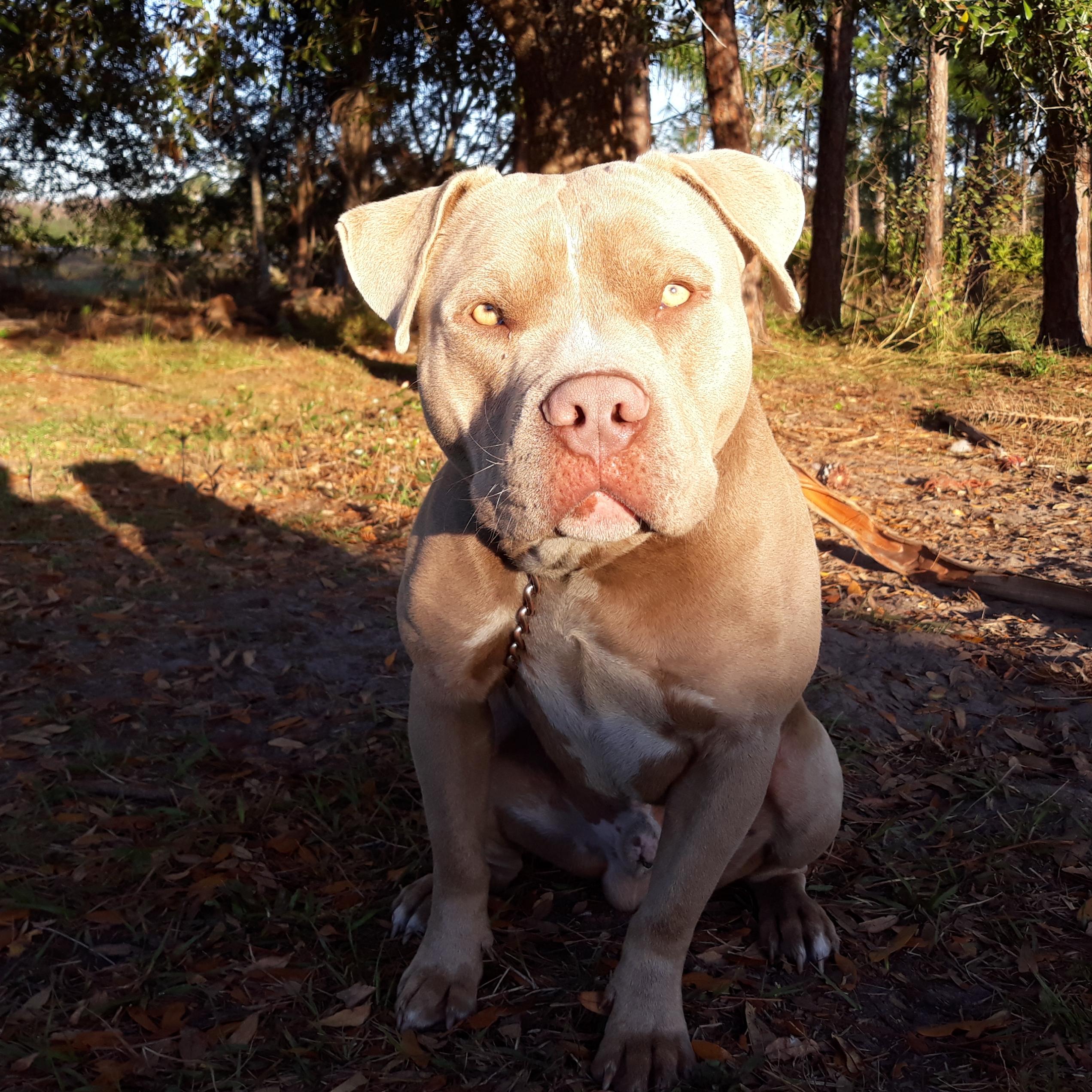 Do Pit Bulls Have Green Eyes