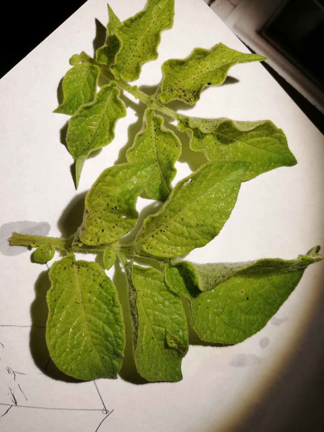 Do my potato plants have early Blight? r/gardening