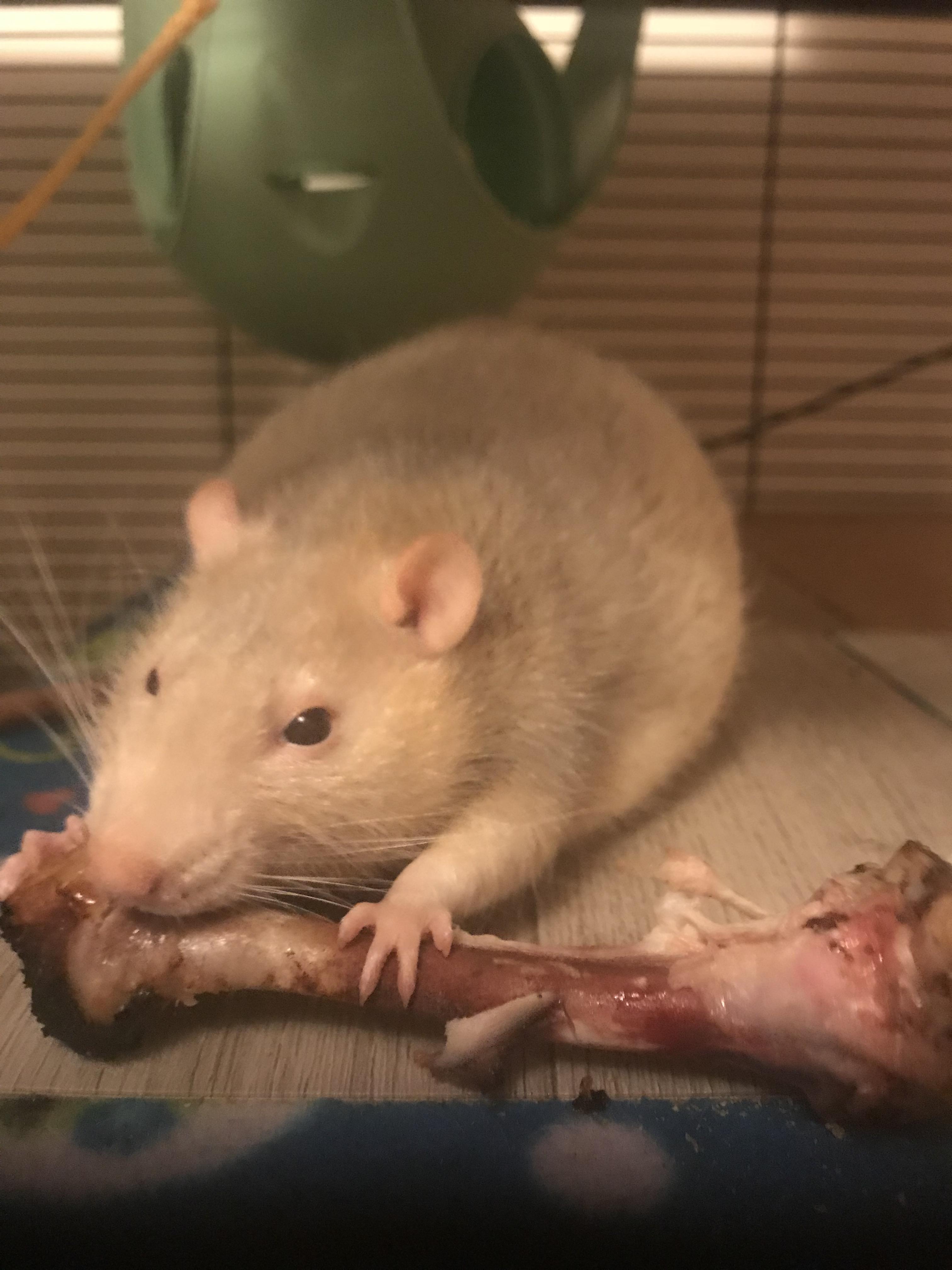 Smokey Loving his chicken bone! r/RATS