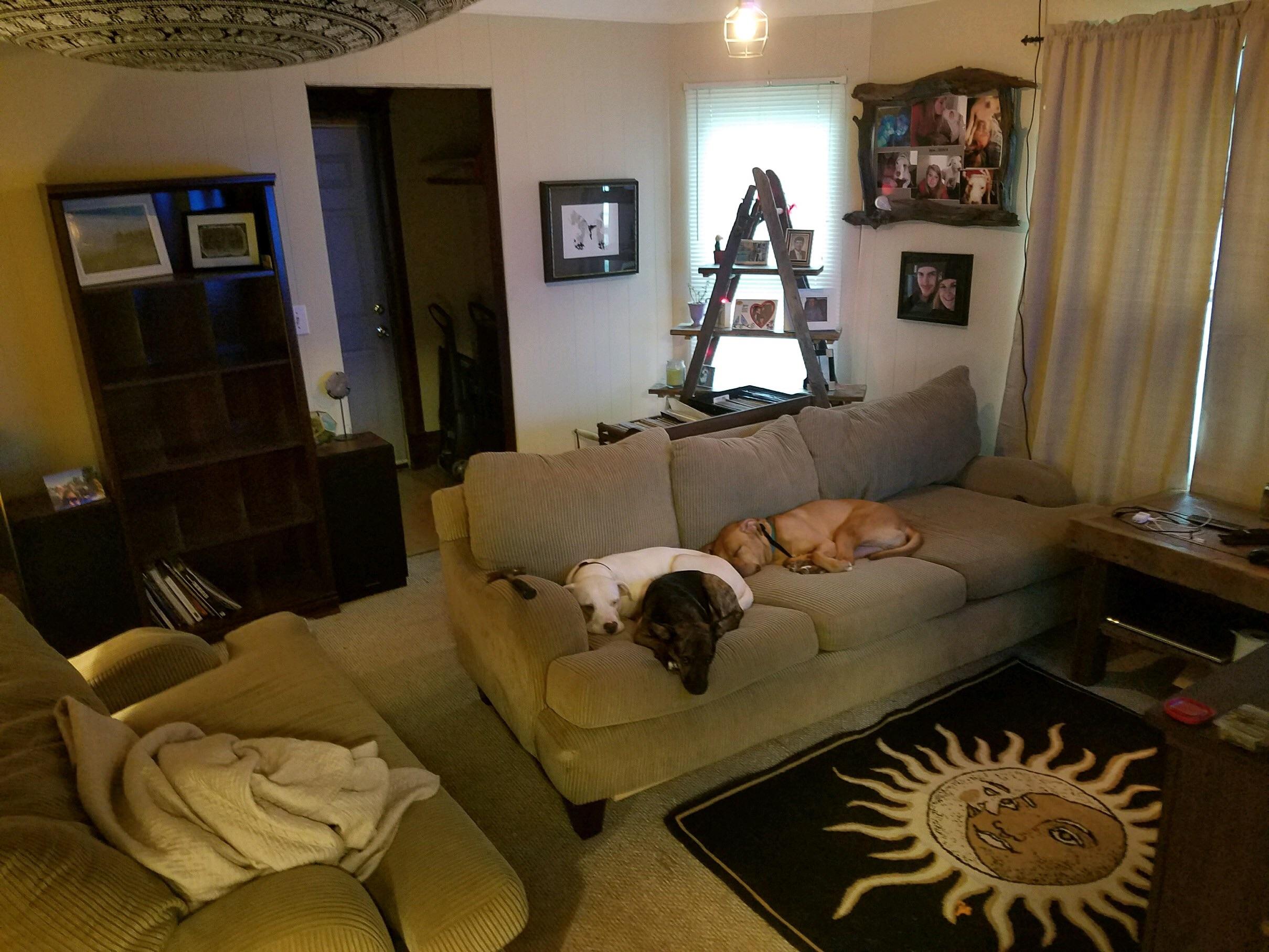 Cozy living room. Dogs included. r/CozyPlaces