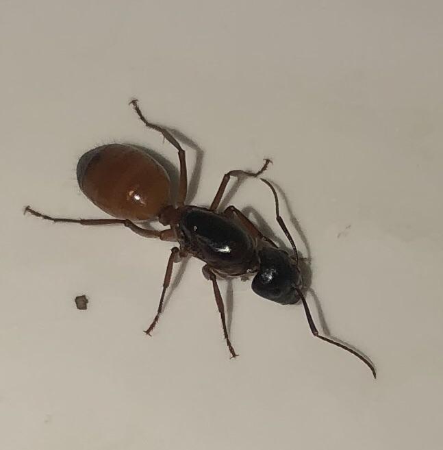 Anybody know what type of any this is? Found in my bathroom in