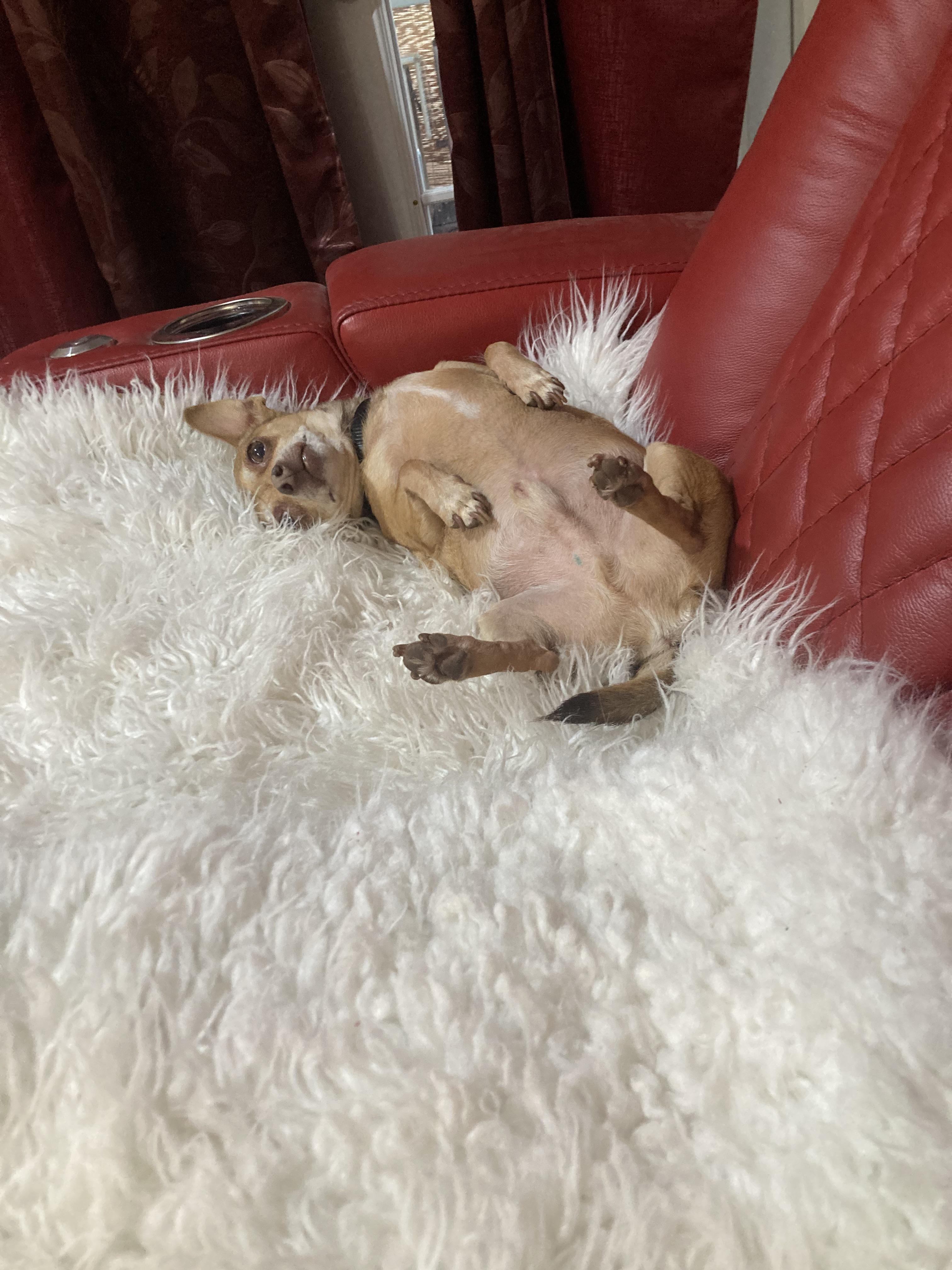 I just washed his faux sheepskin dogs know when you do special things