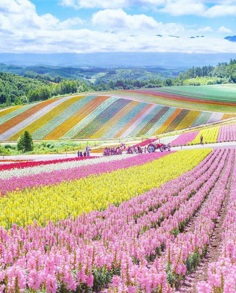 Summer flowers in Hokkaido, Japan r/pics