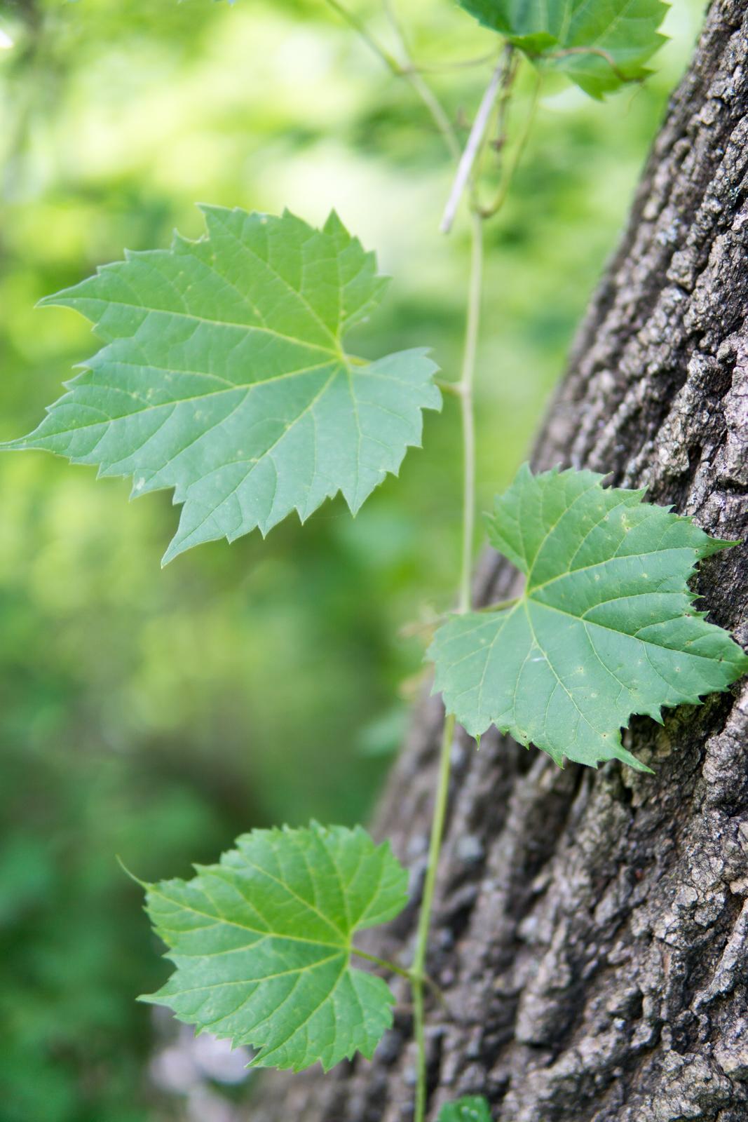 Please help me identify what kind of tree leaf this is. Western Upstate