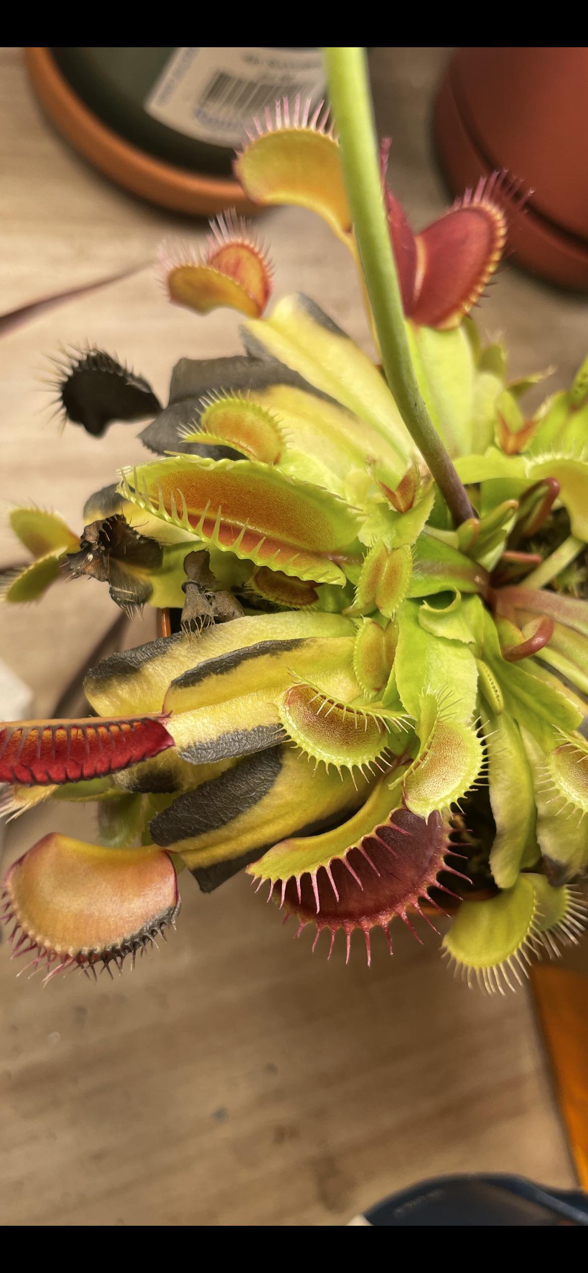 Totally new to Venus Fly traps, can anyone tell me what’s happening
