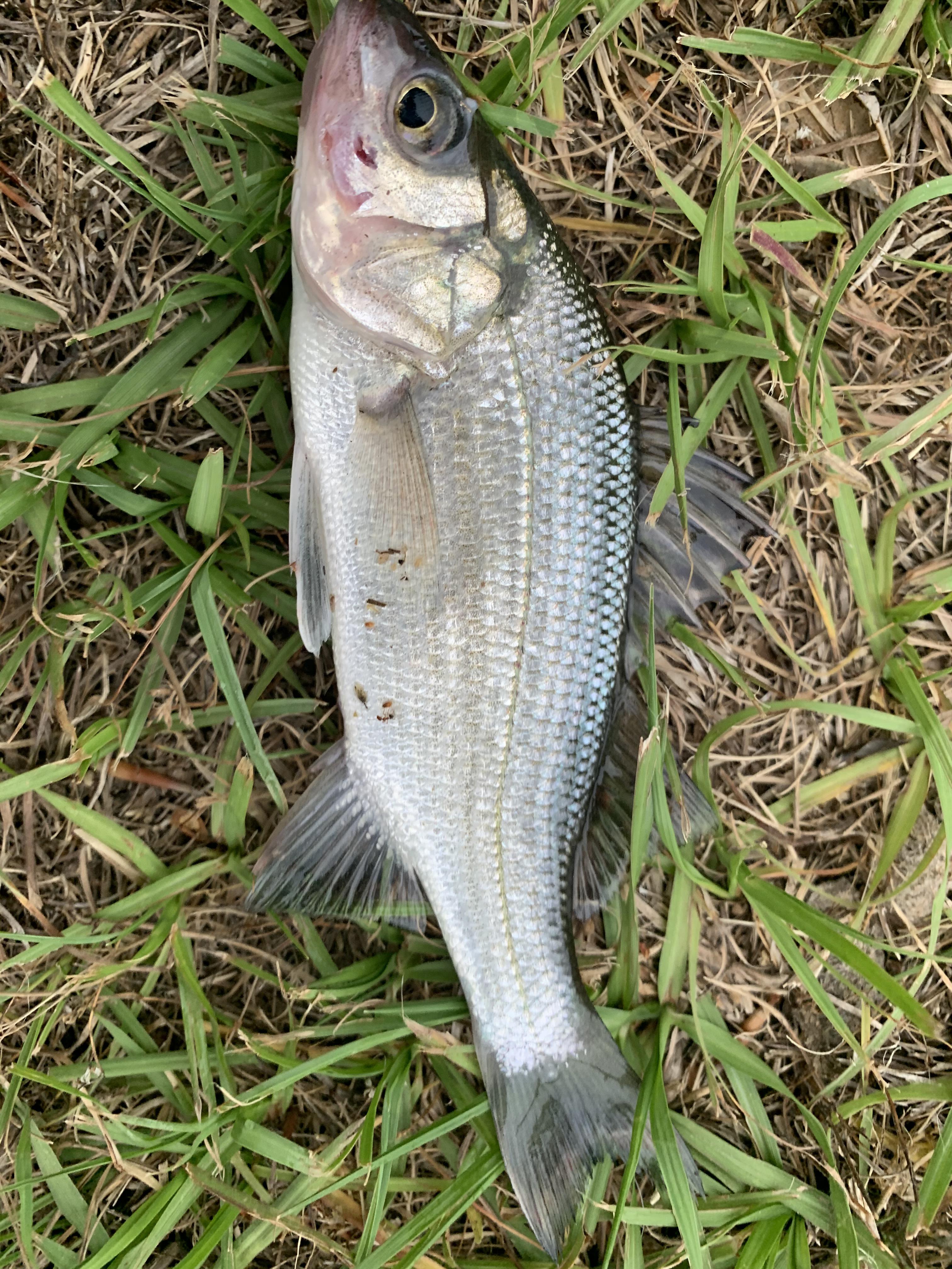 Anyone know what this is, it was at my private lake only stocked with