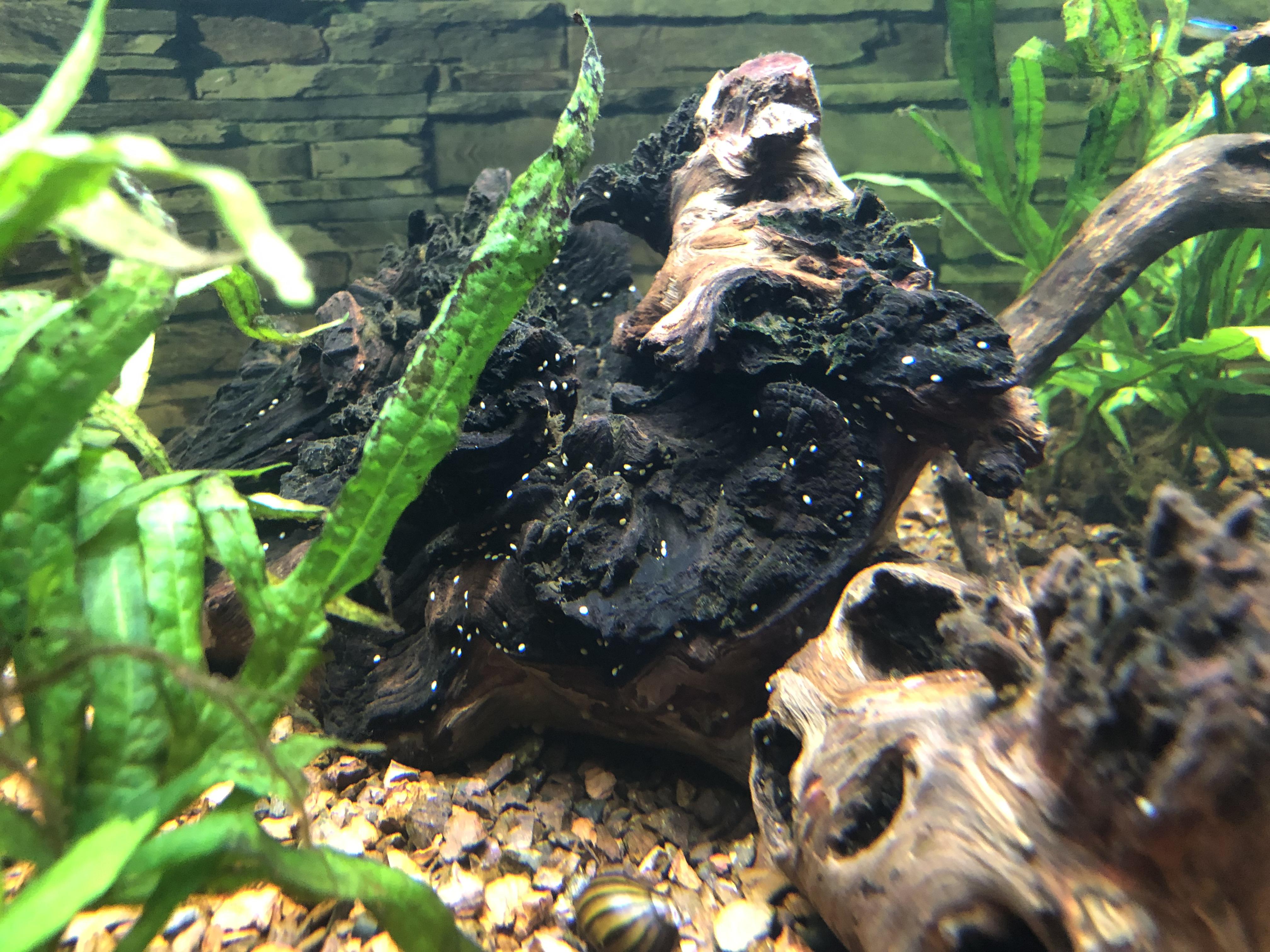 What are these white dots in my freshwater aquarium? I have a few misc