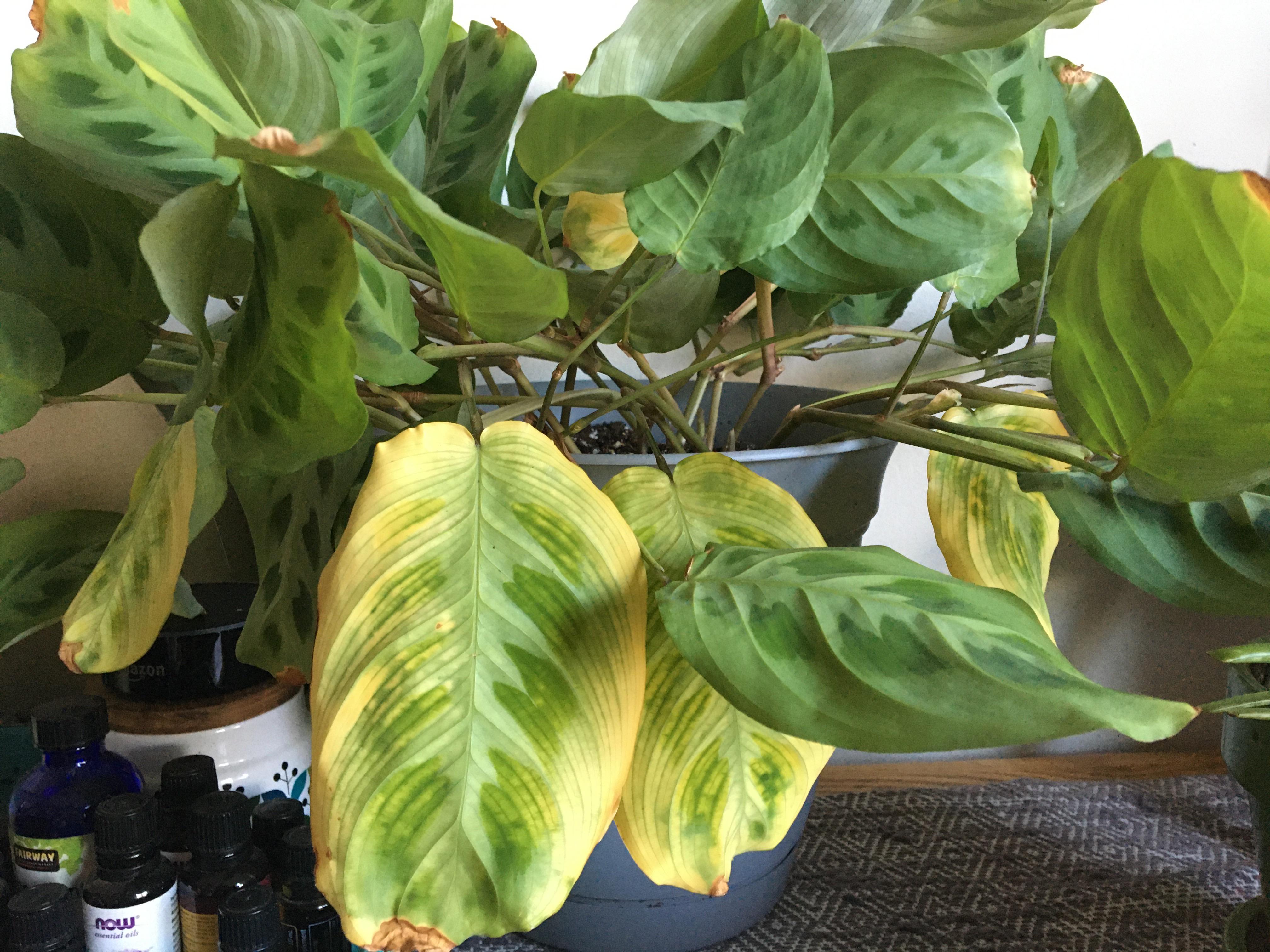 Prayer plant yellowing r/plantclinic