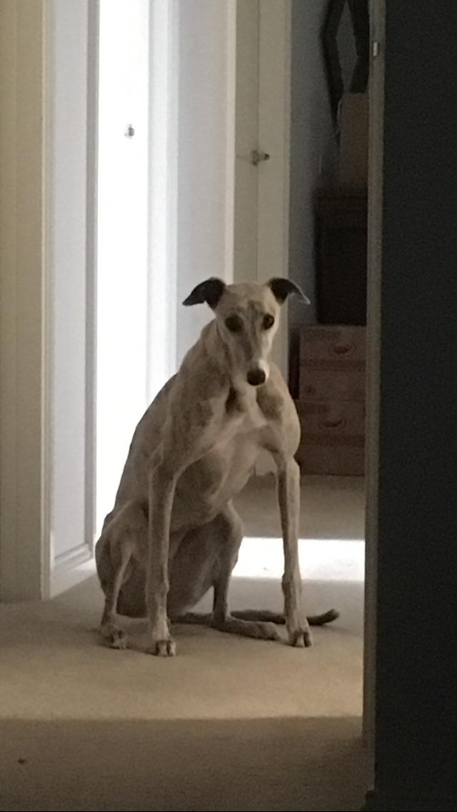 Queenie doing a sit r/Greyhounds