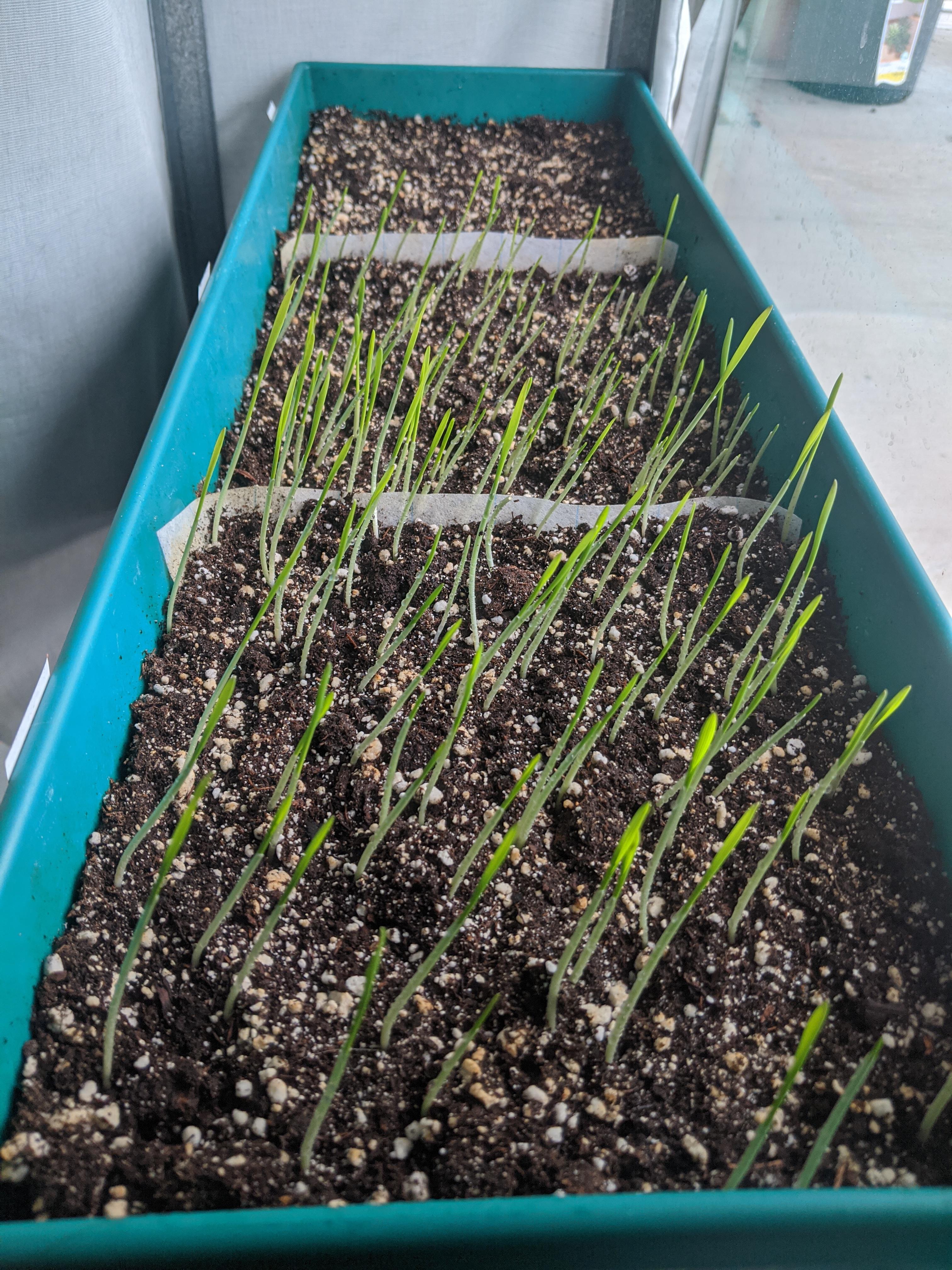 Growing oat grass and catnip from seed for my cats to nom on. I've