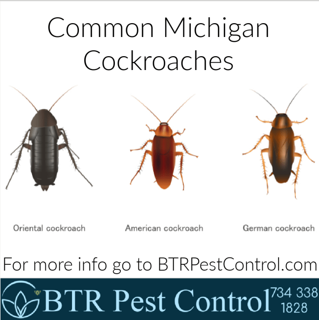 Common Michigan Cockroaches are no match for BTR Pest Control r