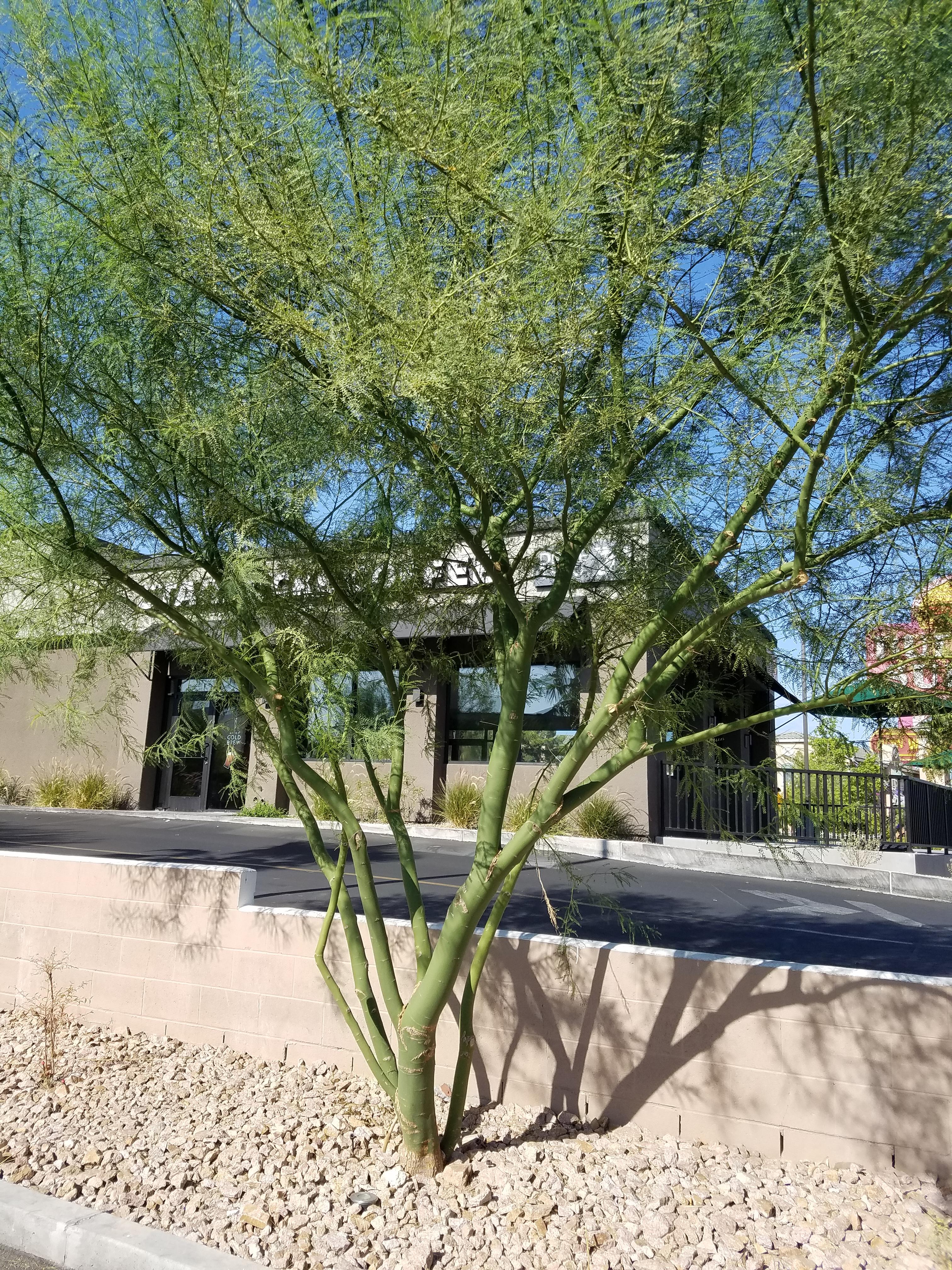 This completely green tree outside of Raising Cane's in Las Vegas r