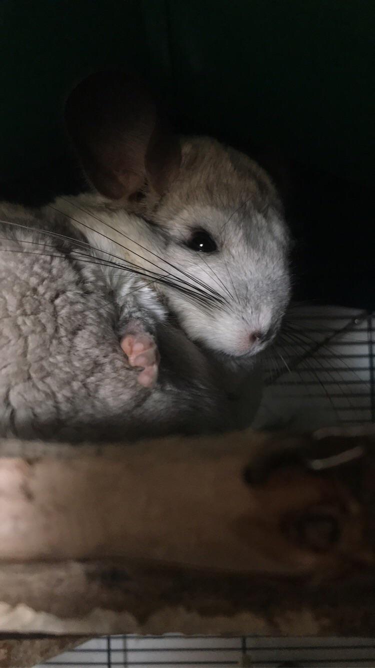 Chinchillas have the softest fur of any animals so naturally they use