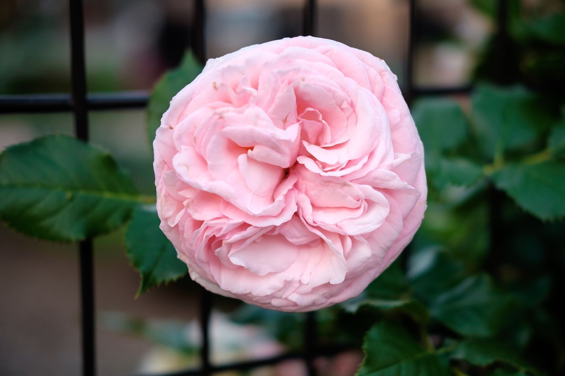 This round fluffy pink flower with so many ruffles r/mildlyinteresting