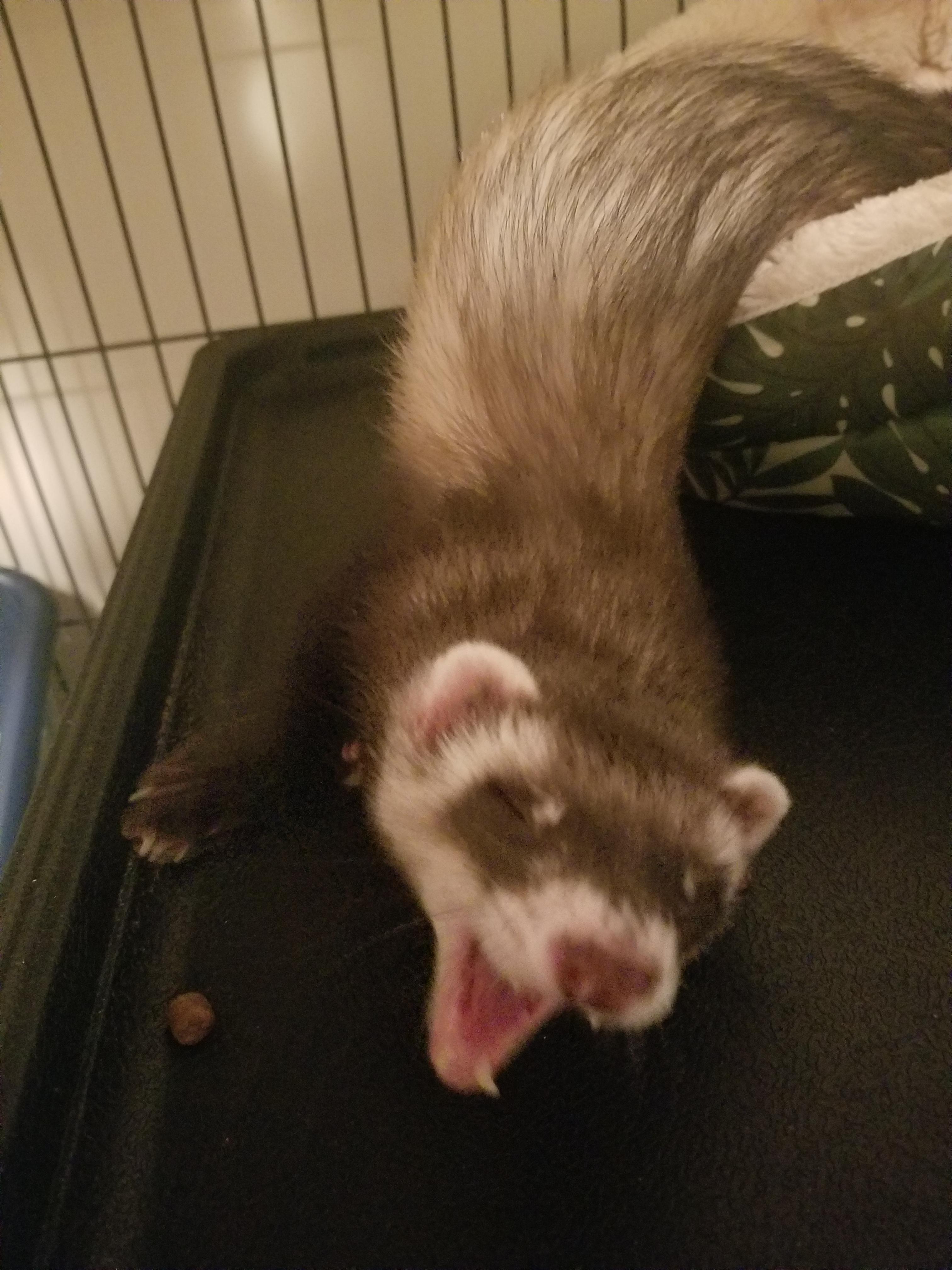 Does your ferrets legs not work when they first wake up? Pepperoni does