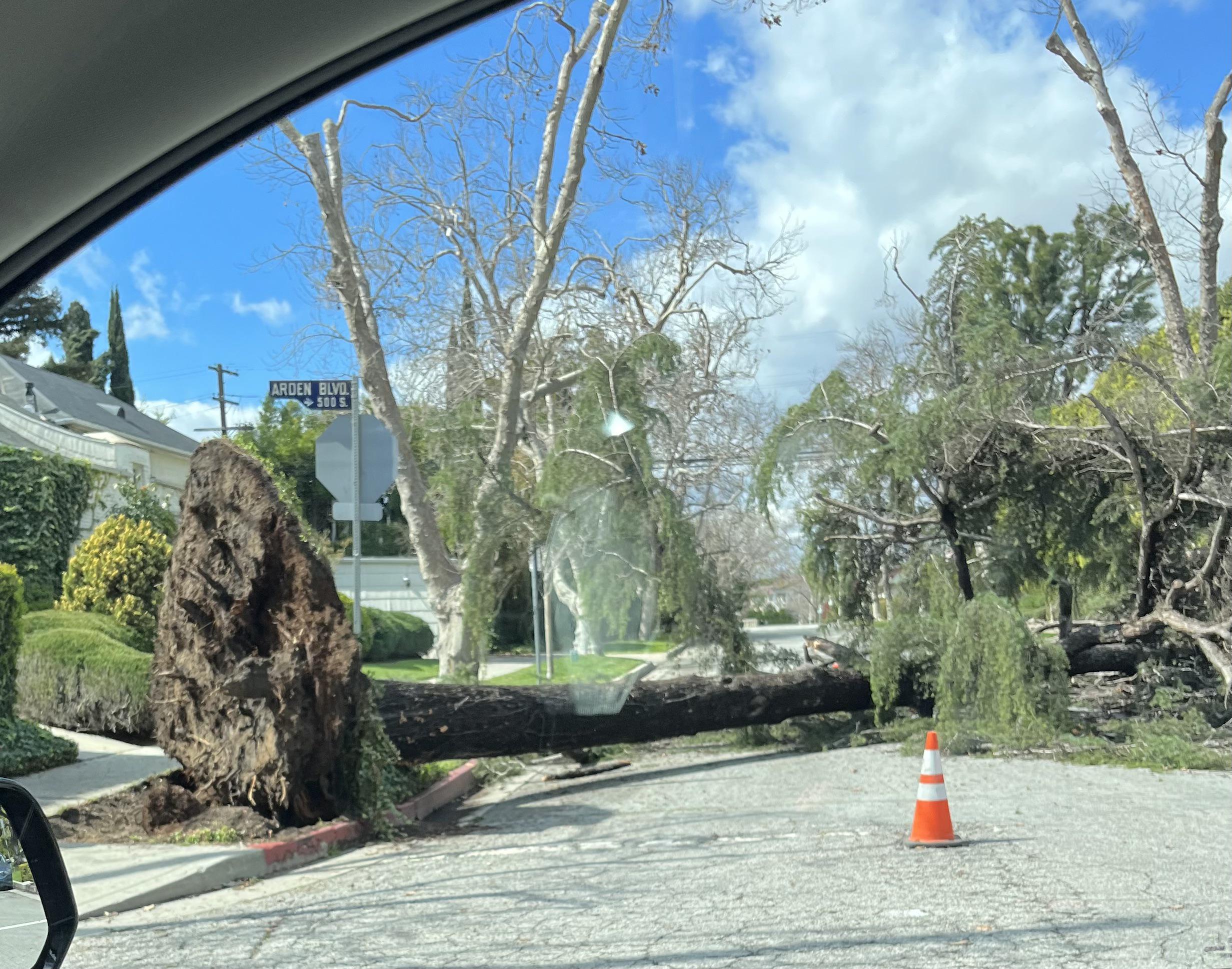 Is there any way to prevent trees uprooting? It’s happening all over