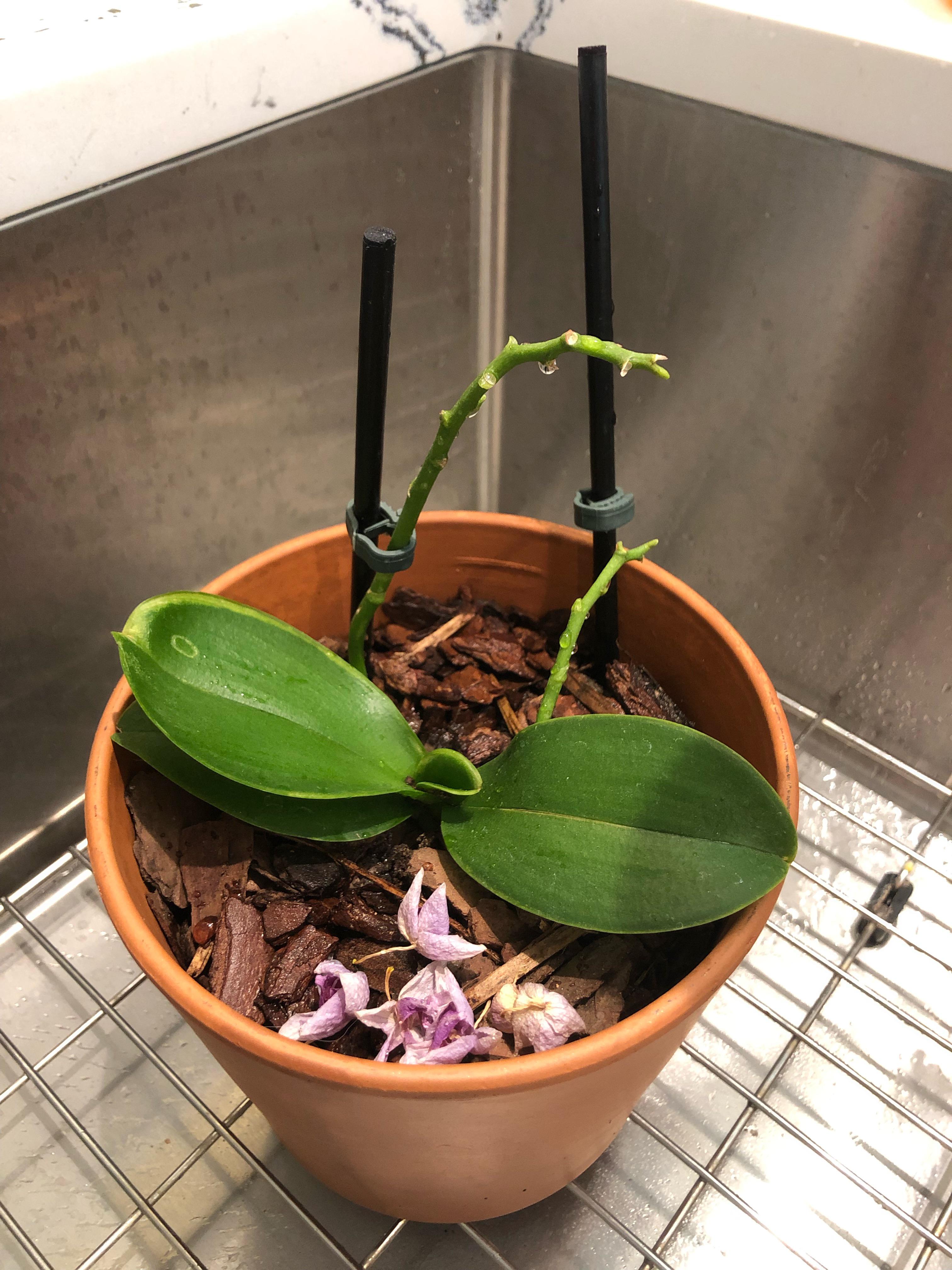 Are my orchids still alive? All the flowers fell off. Its been replanted in orchid specific