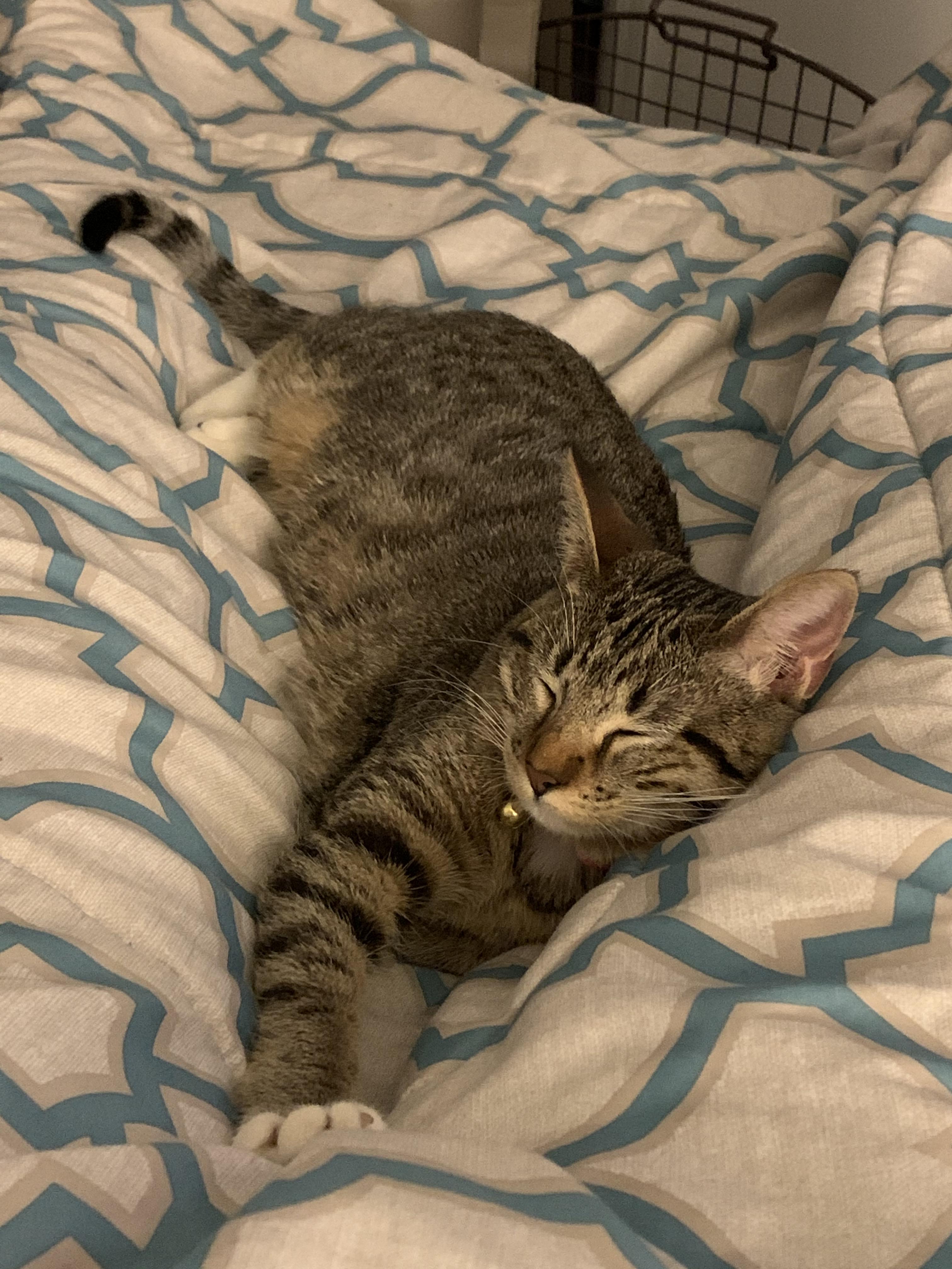 My sweet baby is getting her rabies shot today. Wish her luck everyone